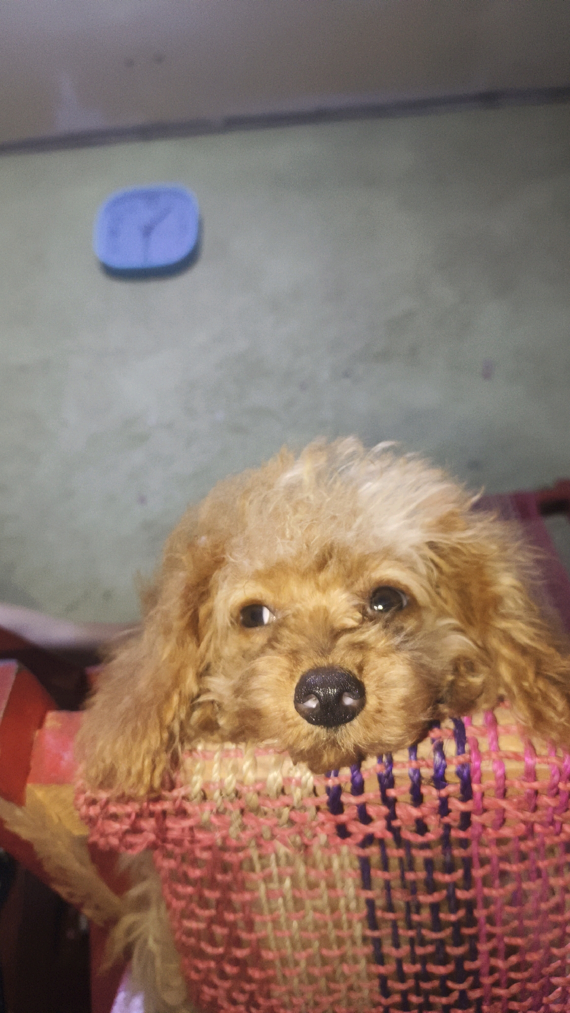 A toy poodle with light brown fur peeks its face over the edge of a colorful, woven fabric. The dog's eyes are dark and its nose is black and wet. The fabric is pink, purple, and beige, with a criss-cross pattern. In the background, on a muted green surface, a blue, square-shaped clock with visible hands is visible. The image is taken from a downward angle, suggesting the dog is in a seated or lying position. No people or specific Santa Rosa landmarks are identifiable in the image.