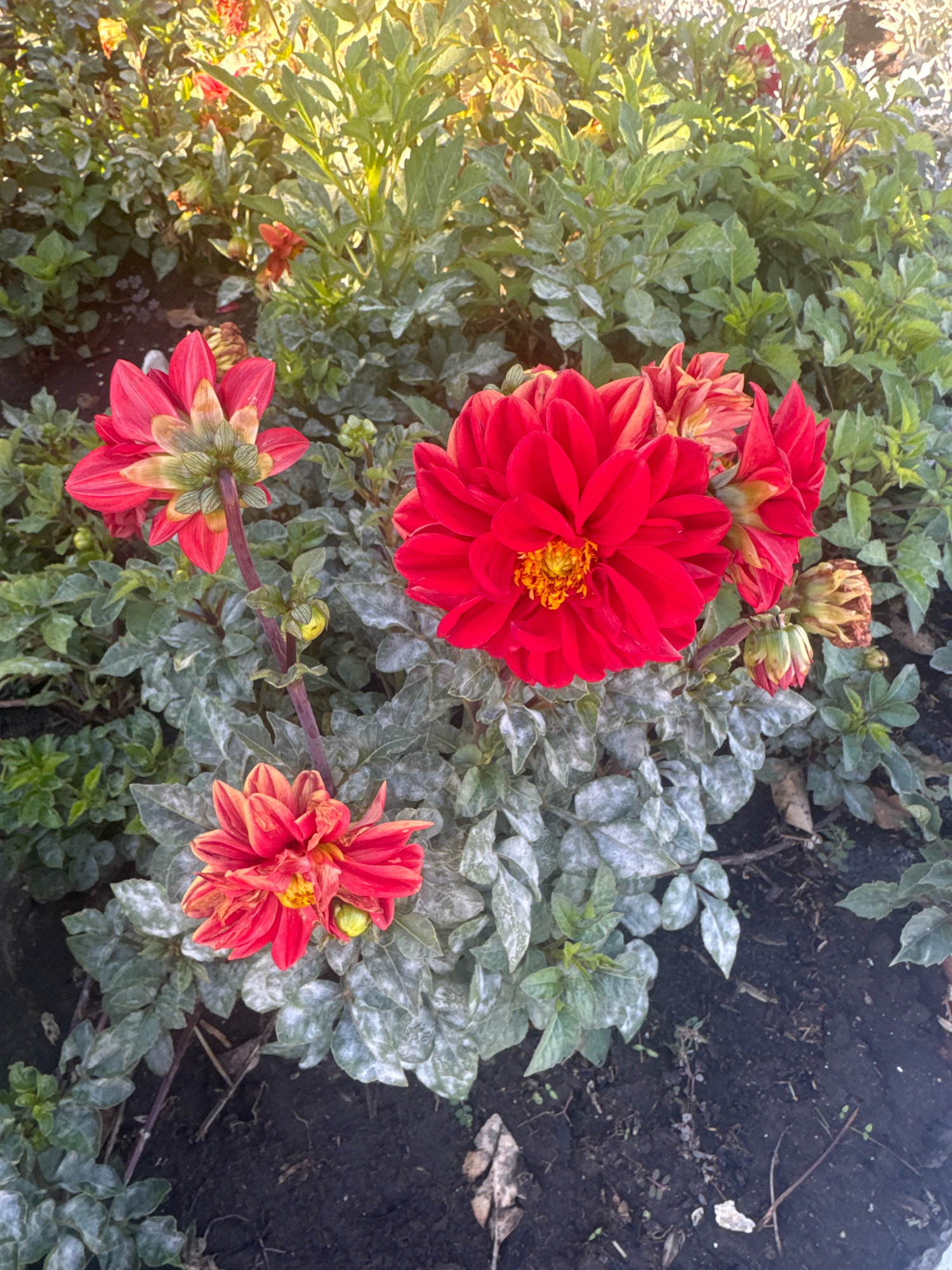 In Anapa, Russia, a close-up shot captures a cluster of vibrant red dahlia flowers in full bloom, set against a backdrop of lush green foliage and dark soil. The flowers, with their intricate layers of petals, exhibit a range of shades from deep crimson to bright scarlet, with touches of yellow and orange at their centers. Some of the dahlias are fully open, displaying their full glory, while others are still in bud, hinting at future blooms. The leaves of the plants are varied, some a deep green and others appearing dusty or faded, possibly due to the season or a light coating of something. The overall scene is one of natural beauty, with the sun casting a warm glow that illuminates the flowers and their surroundings.