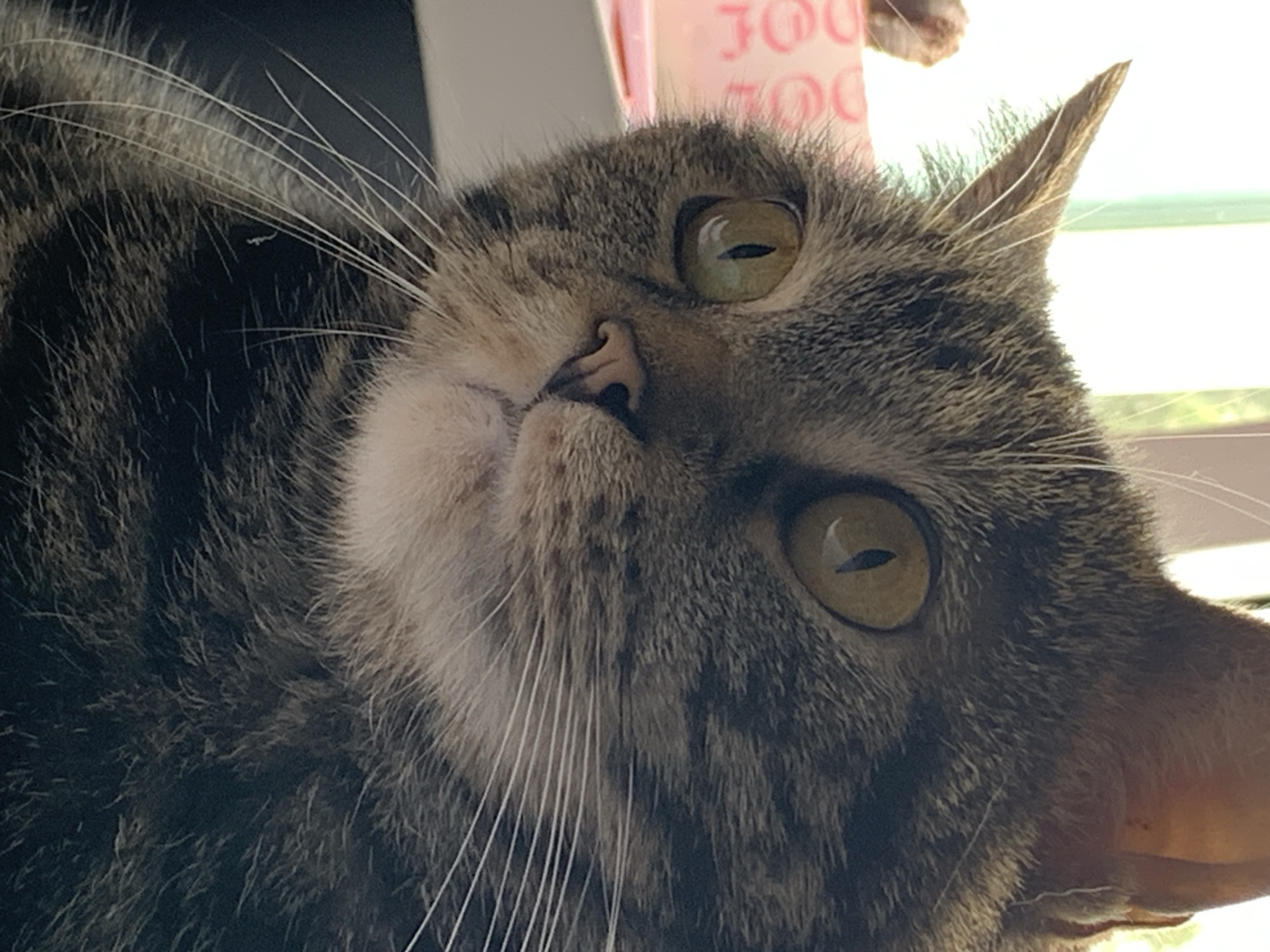 A close-up, angled shot of a brown tabby cat is presented. The cat's face is tilted upwards and to the side, showcasing its eyes, nose, and whiskers in detail. The background is out of focus, but suggests an indoor environment with a glimpse of a window or light source. The scene does not depict the location in the city of Stavropol, Russia.