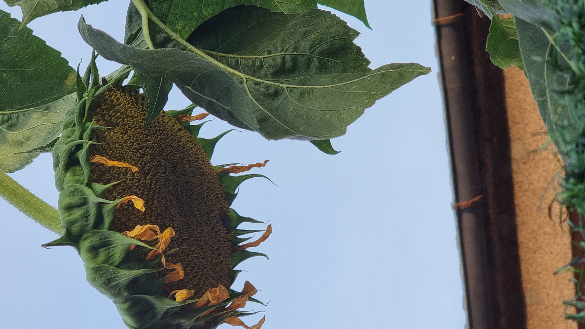 The image shows a partially dried sunflower head with drooping green sepals and wilting yellow petals. The sunflower is hanging downwards against a pale blue sky. In the lower part of the image, the edge of a brown roof is visible, with a textured, light brown wall below it. Some green foliage is also present at the bottom. The scene appears to be an outdoor setting. There are no people or animals in the image. The image is a close-up shot, focusing on the sunflower and the top portion of a building. It is impossible to determine the specific location within Sant Joan Les Fonts from this image alone.