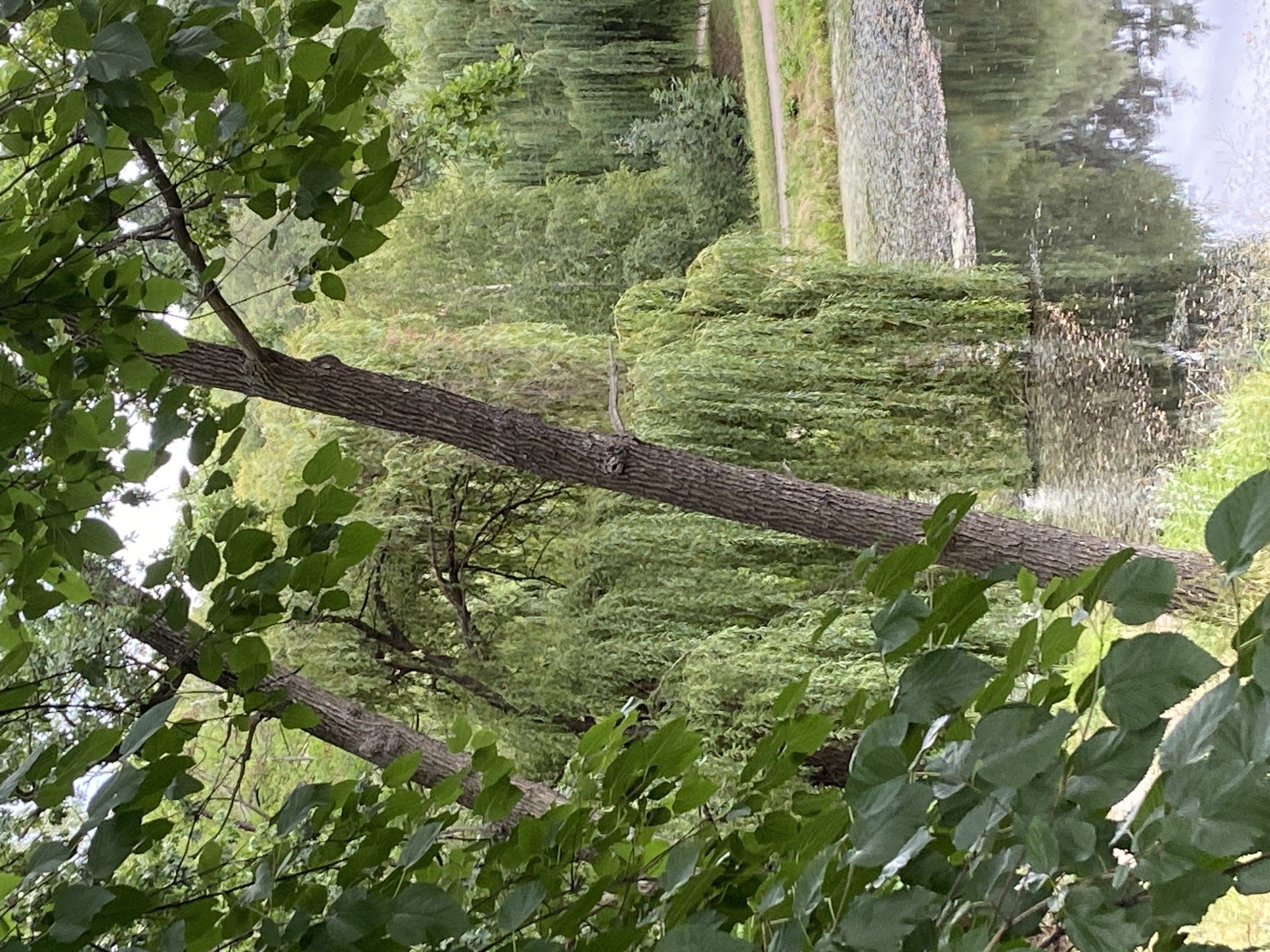 The image depicts a natural park scene with lush greenery and a body of water. In the foreground, the branches and leaves of a deciduous tree dominate the left side of the frame. To the right, the textured bark of another tree trunk is visible. Behind these trees, a dense cluster of weeping willow trees with their characteristic long, trailing branches create a curtain of green foliage. A calm body of water, likely a pond or small lake, occupies the lower right portion of the image. The water's surface is partially covered with floating leaves or debris, and it reflects the surrounding trees and sky. A pathway is visible in the background, winding through the greenery. The overall impression is one of tranquility and natural beauty. This scene is characteristic of the Holosiivskyi National Nature Park in Kyiv, Ukraine, known for its diverse flora and serene water features.