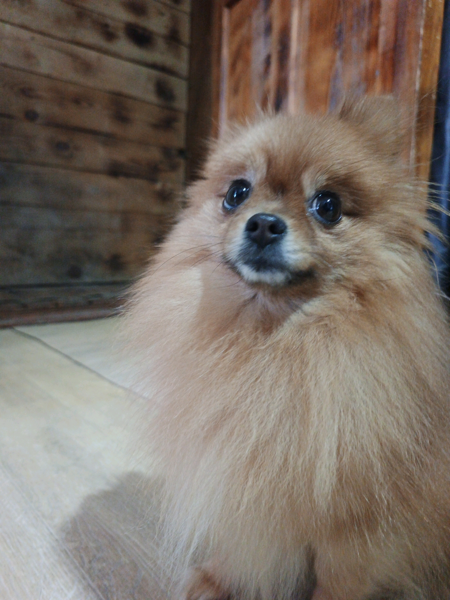 A Pomeranian dog is sitting on a wooden floor in front of a wooden wall. The dog has light brown fur and dark eyes. The background consists of a wooden wall with horizontal planks and a wooden floor with vertical planks. There is a shadow of the dog on the floor to its left. The image is taken from a slightly low angle, with the dog's face in the foreground and slightly off-center. The lighting is warm, suggesting an indoor environment. There is no indication of the city of Zlatoust, Russia.