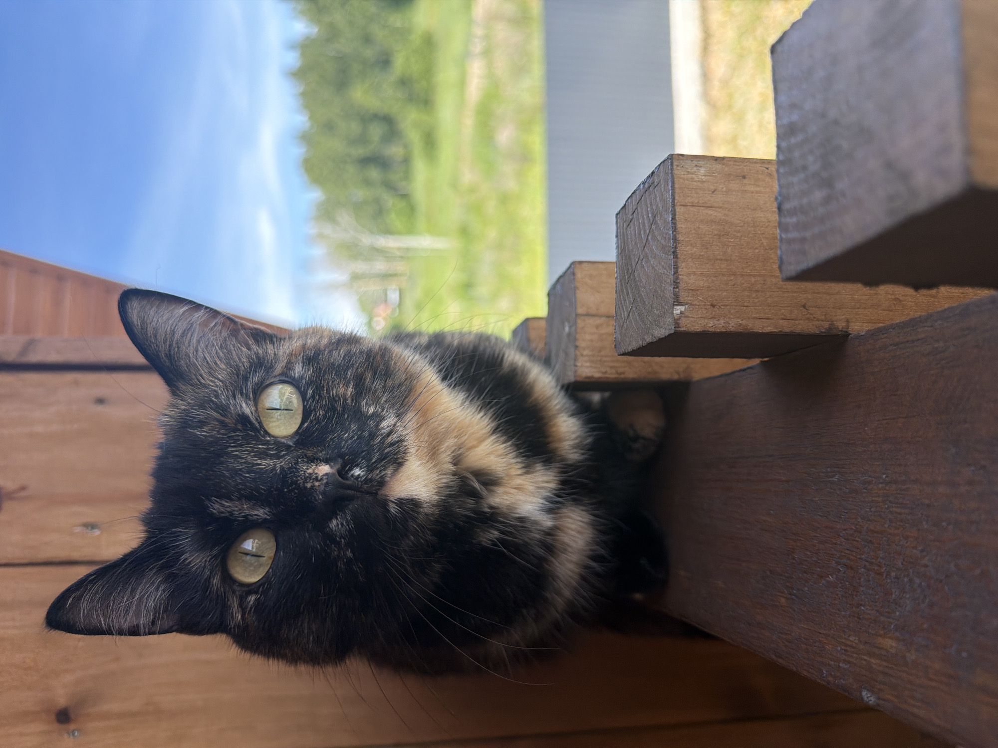 A tortoiseshell cat is perched on a wooden railing outdoors. The cat is facing forward with its head slightly tilted, its green eyes are wide open, and its ears are perked up. The cat's fur is a mix of black, brown, and orange patches. In the background, there is a blurred landscape of green trees and a bright blue sky with some wispy clouds. The wooden railing the cat is sitting on is made of rough-hewn planks. The scene appears to be in a rural or suburban area, possibly a backyard or a porch. The image was taken in Malinovka, Russia.