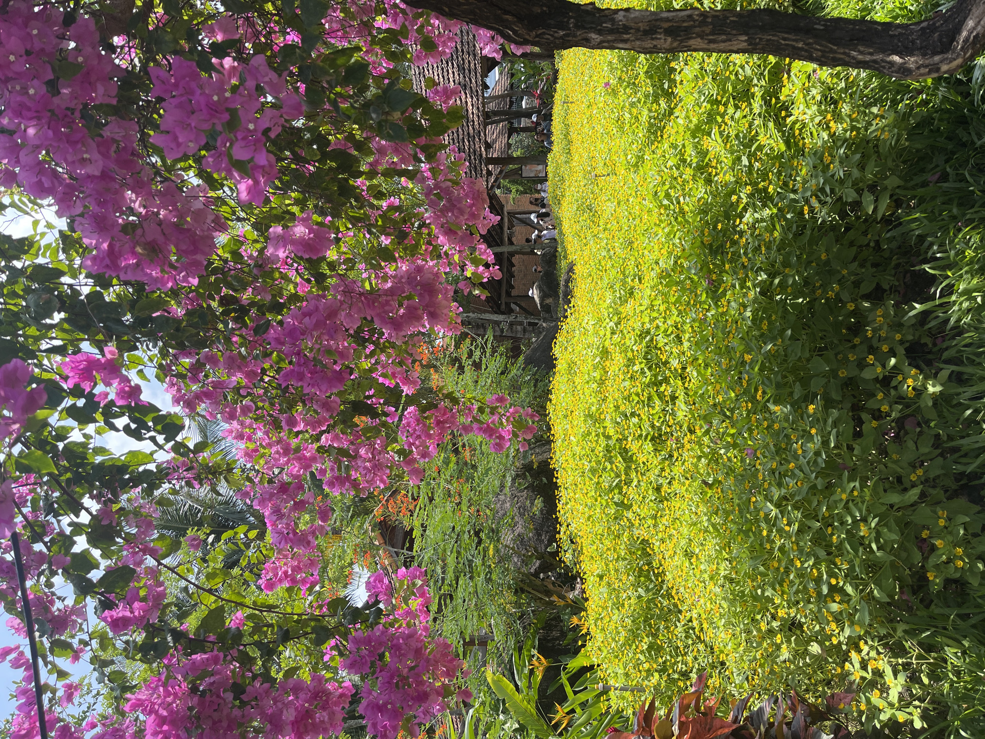 In the Tay Natural Heritage Area Trang, Vietnam, the image shows a path framed by vibrant flora. On the left, a bougainvillea tree displays abundant pink flowers. To the right, a dense wall of green foliage with small yellow flowers extends along the path. In the background, an open-air structure with a tiled roof houses several people dressed in white, possibly tourists. A tree trunk is visible in the foreground, adding depth to the scene.