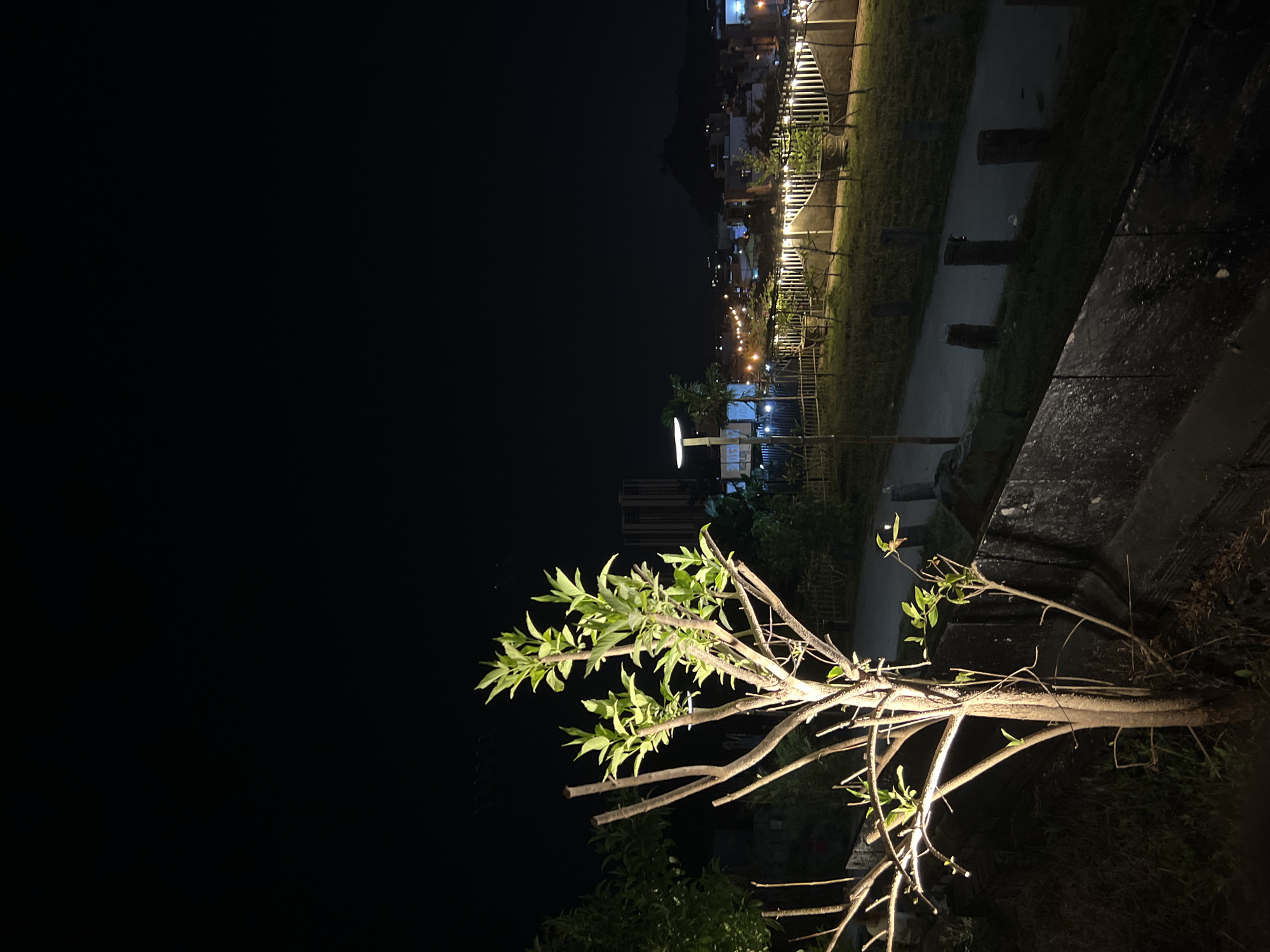 At night, the image shows a tree branch with green leaves in the foreground. The background includes a dimly lit path lined with wooden posts and railings, possibly in the vicinity of the Bac Natural Heritage Area Trang, Vietnam, with faint lights from buildings visible further away. The overall scene is dark and the angle suggests the photo was taken from a high vantage point.