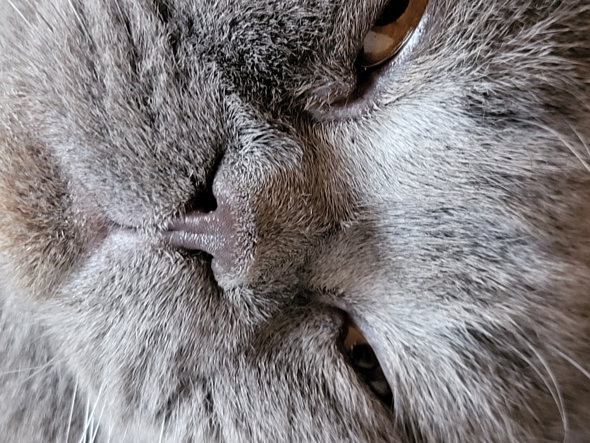 A very close-up, high-detail shot captures the left side of a grey cat's face, positioned at an angle. The dominant feature is the dense, soft fur, which showcases a gradient of grey hues from light silvery-grey to darker, almost charcoal tones, emphasizing its fluffy texture.
The cat's left eye is partially open, revealing an amber-brown iris with a darker pupil, conveying a calm or relaxed expression. Fine, lighter-colored fur frames the eye, providing a subtle contrast to the slightly darker fur on the forehead and cheek. Below the eye, the moist, pinkish-grey nose is visible, displaying delicate skin texture. A hint of the upper lip or mouth area can be seen near the nose. A few thin, white whiskers emerge from the fur around the muzzle and cheek, adding to the fine details.
The lighting is soft and even, without harsh shadows, suggesting an indoor setting or diffused natural light. The extreme close-up nature of the shot renders any background elements indistinguishable. The image's focus is entirely on the intricate details and tactile qualities of the feline's fur and facial features, depicting a moment of tranquility. There is no visible text in the image.