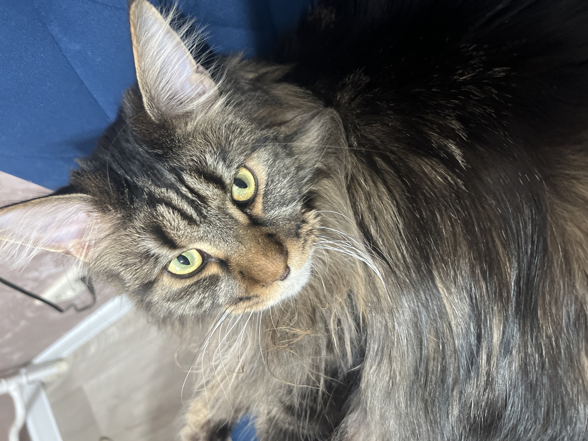 A close-up, slightly angled shot focuses on a tabby Maine Coon cat. The cat has green eyes, a brown nose, and long white whiskers. The cat's fur is a mix of brown and black stripes. The cat's right ear has long white hair. The cat is positioned in front of a blue surface. The cat is partially obscured by a white plastic object in the bottom left corner of the image. The location is Марковский, Russia.