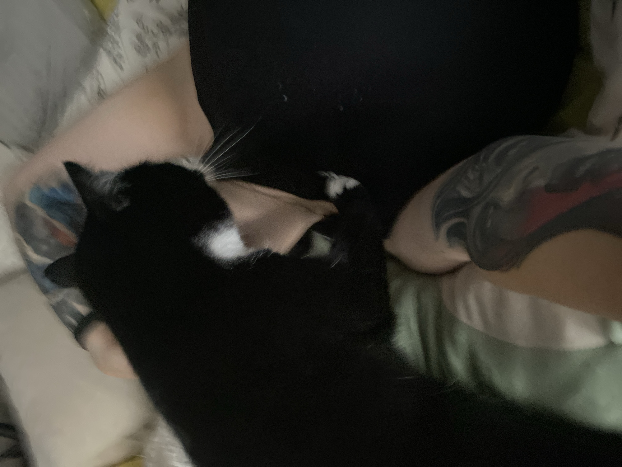 A black and white cat is lying on a person's lap. The person is wearing a black shirt and has tattoos on their arms. They are lying on a bed with patterned sheets and a green pillow. The location is not discernible from the image.