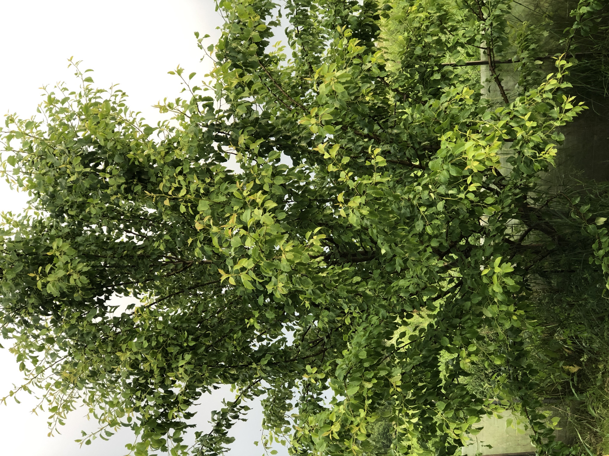 The image shows a full shot of a mature tree with abundant green foliage against a bright, overcast sky. The tree is positioned in a natural outdoor setting, with tall green grass and other vegetation visible at its base. A translucent plastic sheeting structure, possibly a greenhouse or protective barrier, is partially visible to the left of the tree, along with a dark metal pole. The branches of the tree are laden with leaves, some of which are tinged with yellow, suggesting varying stages of growth or health. The scene appears to be located in a rural or semi-rural area, consistent with the outskirts of Zhukovo, Russia, characterized by open spaces and natural greenery. There are no people or animals visible in the frame, and the overall impression is one of a tranquil, natural environment.