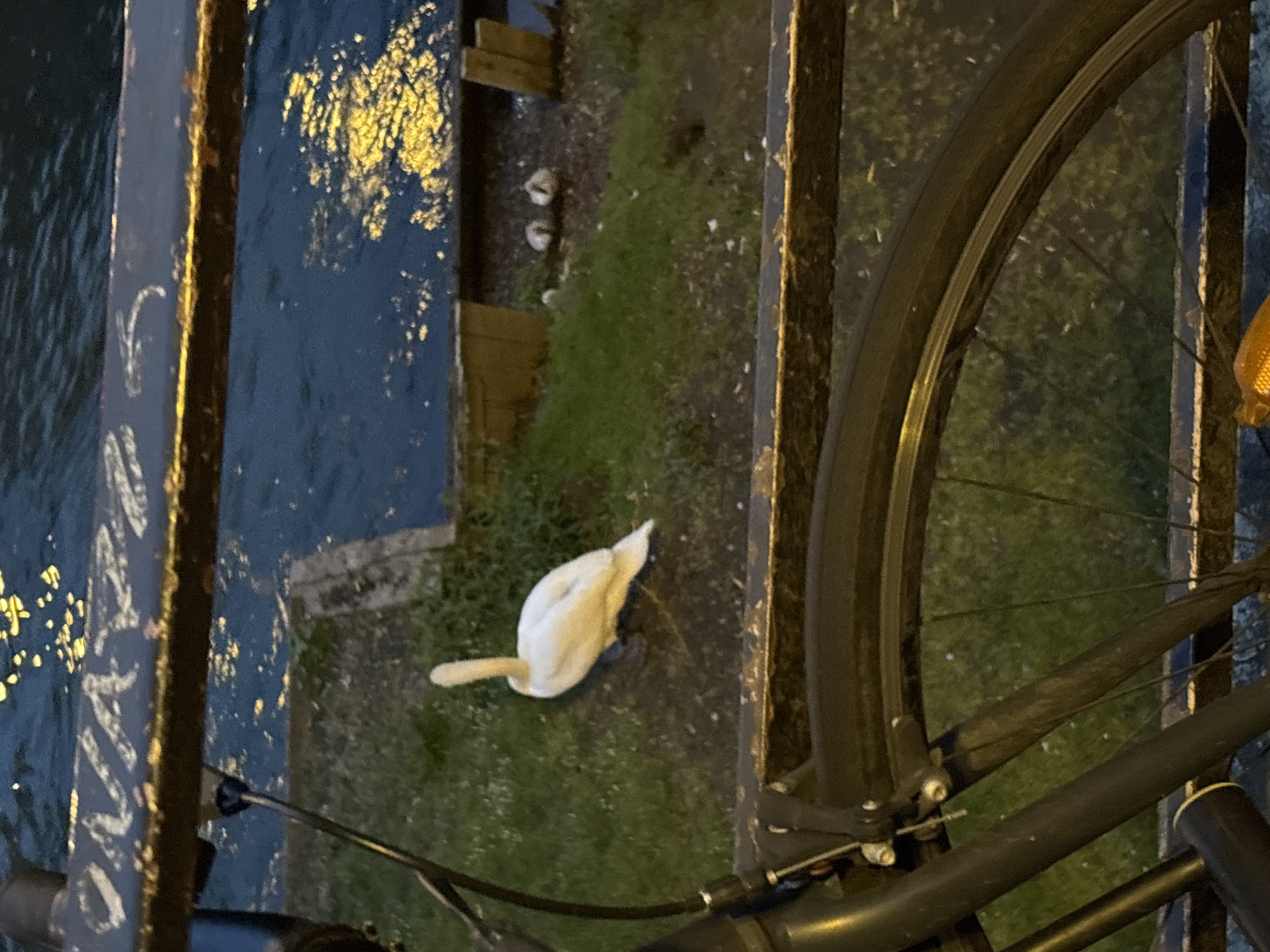 An aerial view depicts a swan on a grassy bank next to water, seen from a bridge in Strasbourg, France. A bicycle is positioned to the right of the swan, with its tire visible in the upper right quadrant of the image. To the left is the river and a bridge.