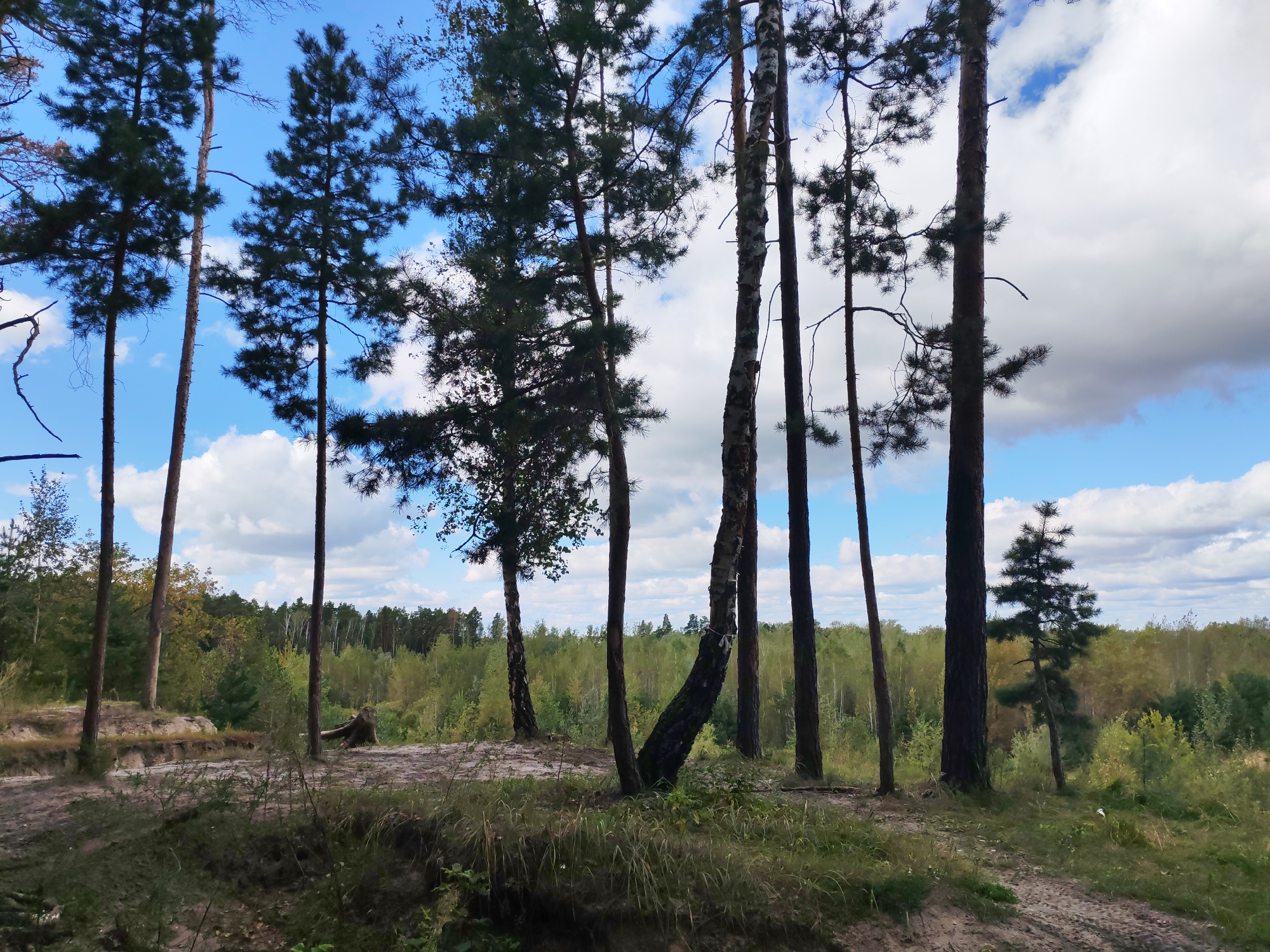 A panoramic shot captures a forest landscape with tall, slender trees in the foreground and a dense forest in the background under a partly cloudy sky. The trees in the foreground are a mix of pine and birch, with their trunks appearing dark and textured. Some of the pine trees have sparse branches. A dirt path winds through the grassy ground in the lower right quadrant of the image. In the middle ground, a bare tree stump is visible on a dirt embankment. The background is filled with a lush, green forest, with varying shades of green and yellow indicating different types of trees and possibly the onset of autumn. The sky is a vibrant blue, dotted with fluffy white clouds. The lighting suggests it is daytime.