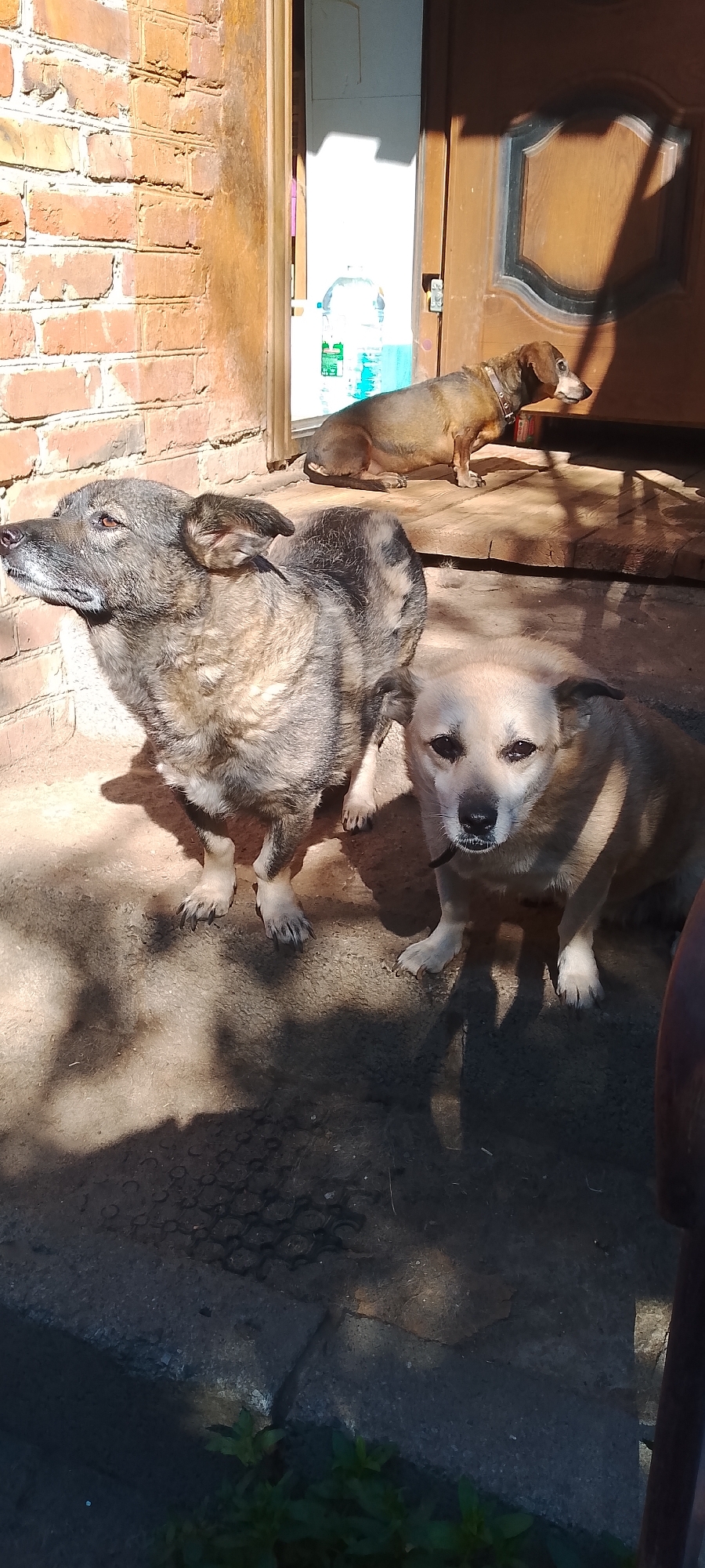 The image shows three dogs in an outdoor setting. In the foreground, a medium-sized dog with gray and brown fur is looking to the left. To its right, a smaller, light-colored dog is looking directly at the camera. In the background, a dachshund is sitting near a doorway. The setting appears to be a brick building with a wooden door. Sunlight is casting shadows on the ground. There is a large plastic bottle of liquid visible through the doorway. The scene is consistent with a residential outdoor area, potentially a backyard or porch. There are no individuals present other than the dogs. The environment appears to be rural or semi-rural. The image was taken in Belgorod, Russia.