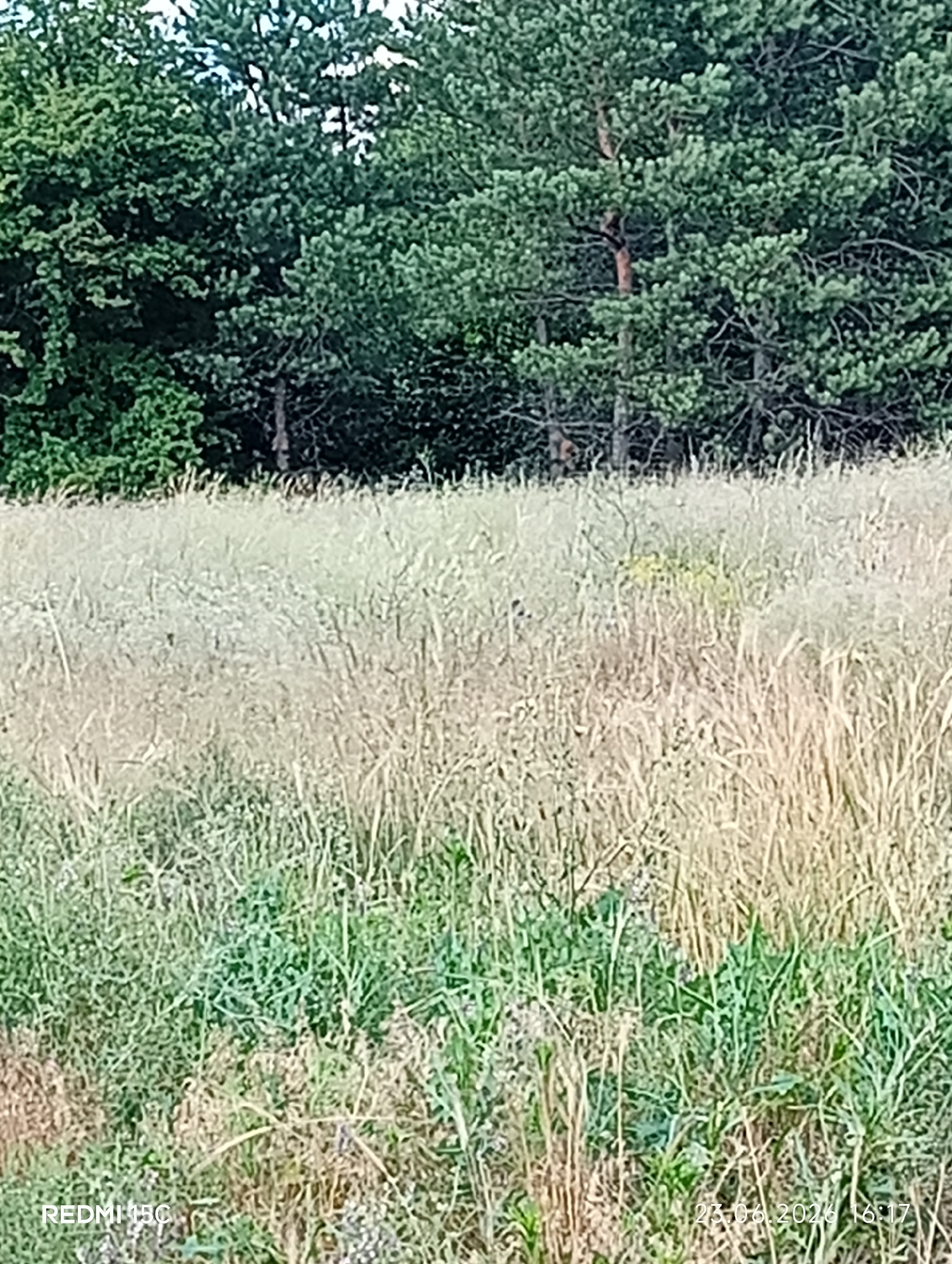 The image depicts a natural landscape with dense green trees forming the background. In the foreground, there is a field of tall, dry grass interspersed with some green vegetation. The lighting suggests it is daytime, likely late afternoon given the timestamp visible in the bottom right corner, which reads "23.06.2026 16:17". The timestamp also indicates the device used, "REDMI 15C". There are no people or animals visible in the scene. The environment appears to be a rural or semi-rural area, possibly a meadow or a field adjacent to a wooded area. The specific location in Mykolaivka, Ukraine, is not discernible from the visual information alone, but the timestamp format is consistent with Ukrainian date formatting.