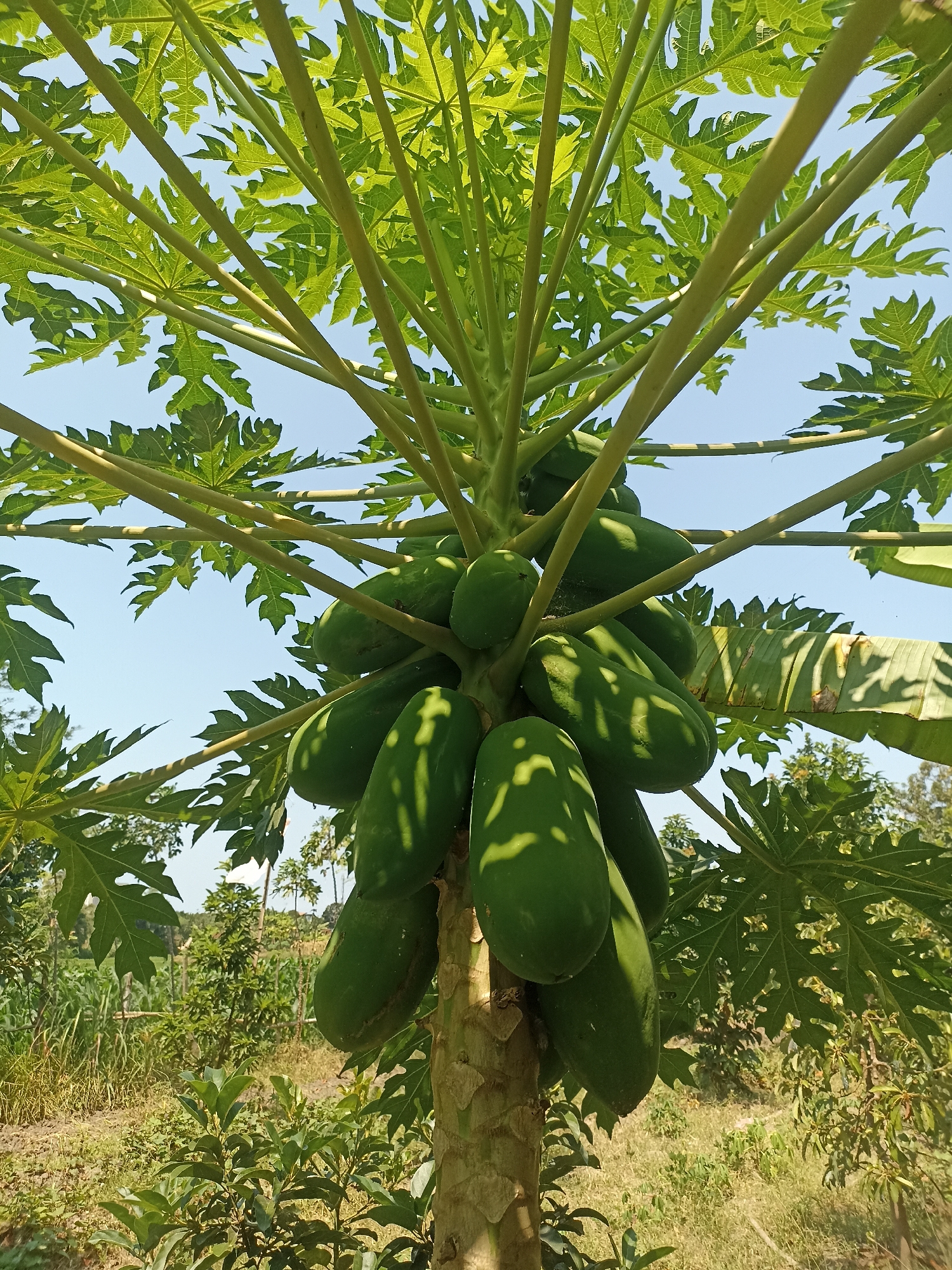 In Mojopanggung, Indonesia, a close-up, low-angle view captures a papaya tree laden with unripe, green papayas against a clear blue sky. The papayas, varying in size and shape, are clustered around the thick, textured trunk of the tree, casting dappled shadows from the sunlight filtering through the lush, palmate leaves. The vibrant green foliage dominates the upper portion of the frame, with stems fanning outwards. In the background, the scene transitions to a sunlit, rural landscape with various green plants, including what appears to be a cornfield and other trees, suggesting an agricultural setting. The ground is covered in dry grass and soil.