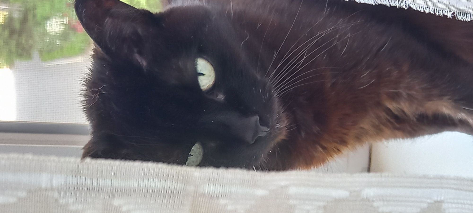 The image features a black cat with piercing green eyes, lying on its side by a window. The cat's head dominates the left and center of the frame, with its gaze directed outward. Its fur, while primarily black, exhibits subtle reddish-brown tones, particularly visible on its body. Long, fine white whiskers fan out from its snout, and its black nose is also visible. One green eye is wide open and clearly visible, while the other is partially obscured by a white, textured fabric or curtain in the foreground, on which the cat appears to be resting.
Behind the cat, a window with a fine mesh screen is visible. Through the screen, an out-of-focus background of green foliage suggests trees or bushes outside. Hints of a distant building or structure can also be discerned, indicating an outdoor view during the daytime. The lighting appears bright and natural, consistent with daylight, possibly a soft or overcast day given the lack of harsh shadows. The cat appears calm and relaxed, engaged in observing its surroundings from its comfortable vantage point. There is no visible text in the image. The scene is set indoors, looking out to an exterior view in Kryvyi Rih, Ukraine.