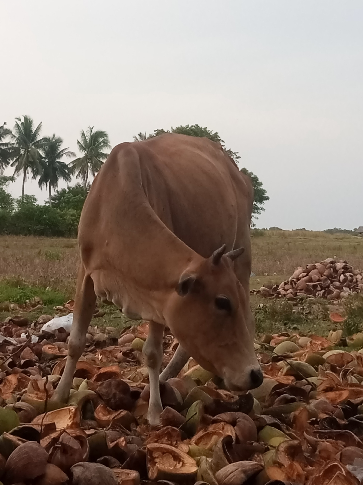 A brown cow with short horns stands amidst a pile of broken coconut shells in a field. The cow is facing towards the right of the frame, with its head lowered as if eating from the ground. In the background, a dry grassy field extends towards a line of palm trees and other greenery under a pale, overcast sky. The foreground is dominated by the discarded coconut shells, some of which are green, while others are the dried, fibrous husks. The scene appears to be an outdoor agricultural or rural setting.