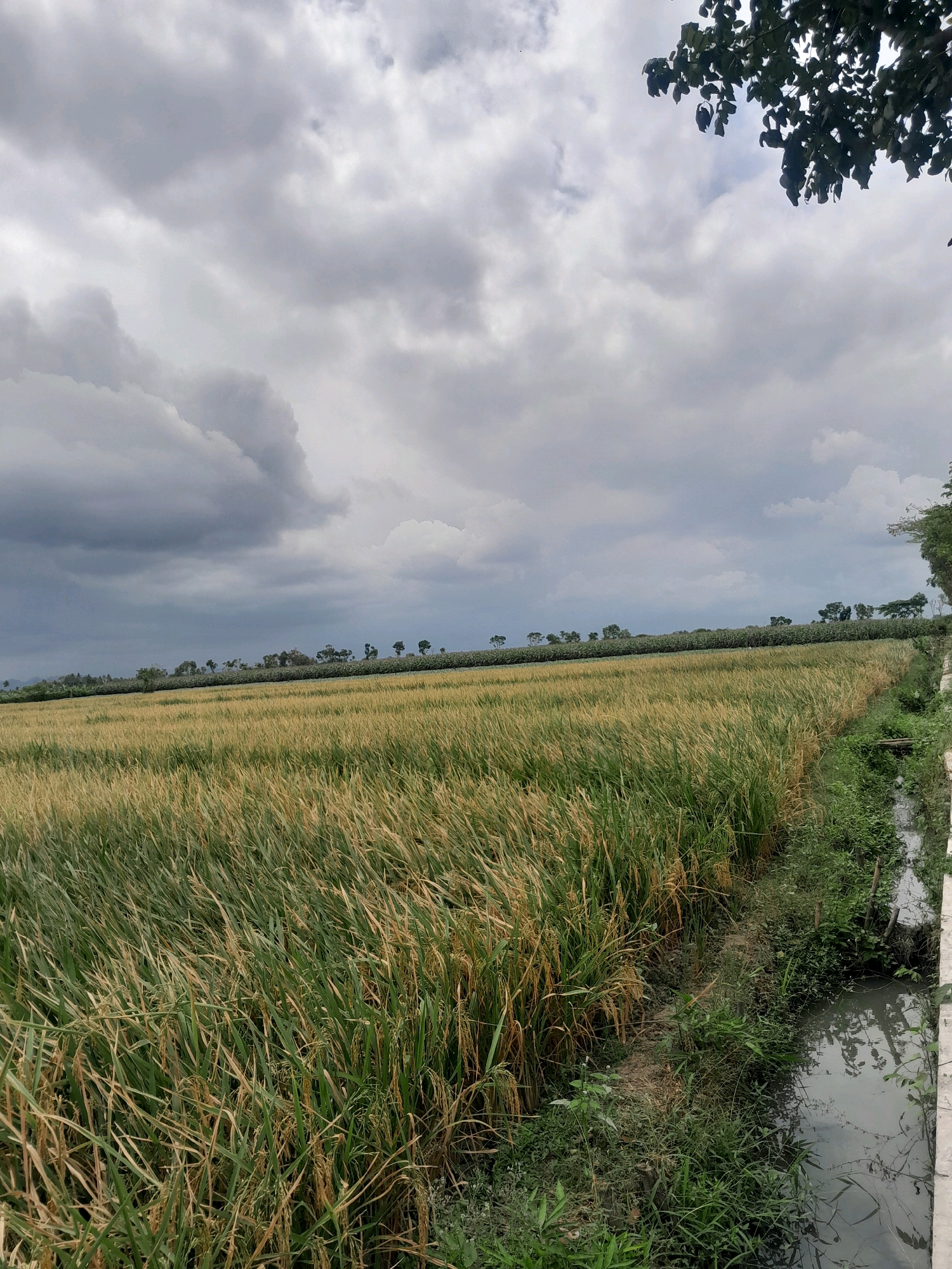 An outdoor, eye-level, vertical shot captures a rural landscape under a cloudy sky. In the foreground, a vast field of golden and green crops, possibly rice, stretches across the frame, swaying gently. A narrow, muddy irrigation ditch runs along the right side of the field, bordered by lush green vegetation and some dry brown debris. In the background, a line of trees and foliage creates a distant horizon, beneath a sky filled with dramatic, dark gray clouds. The image appears to have been taken on an overcast day.