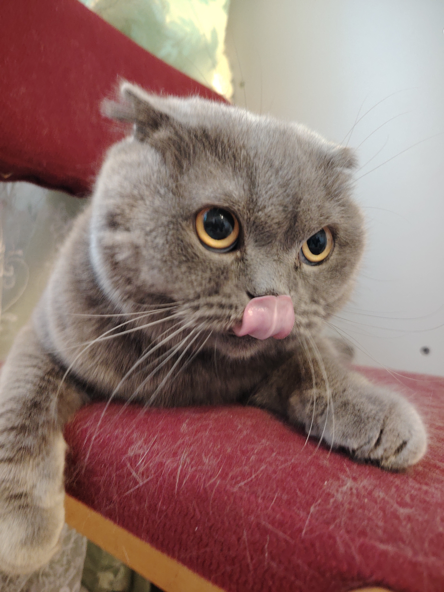 A gray Scottish Fold cat is lying on a red cushioned object, possibly a chair or stool. The cat has yellow eyes and is sticking its tongue out. The location is Марковский, Russia.
