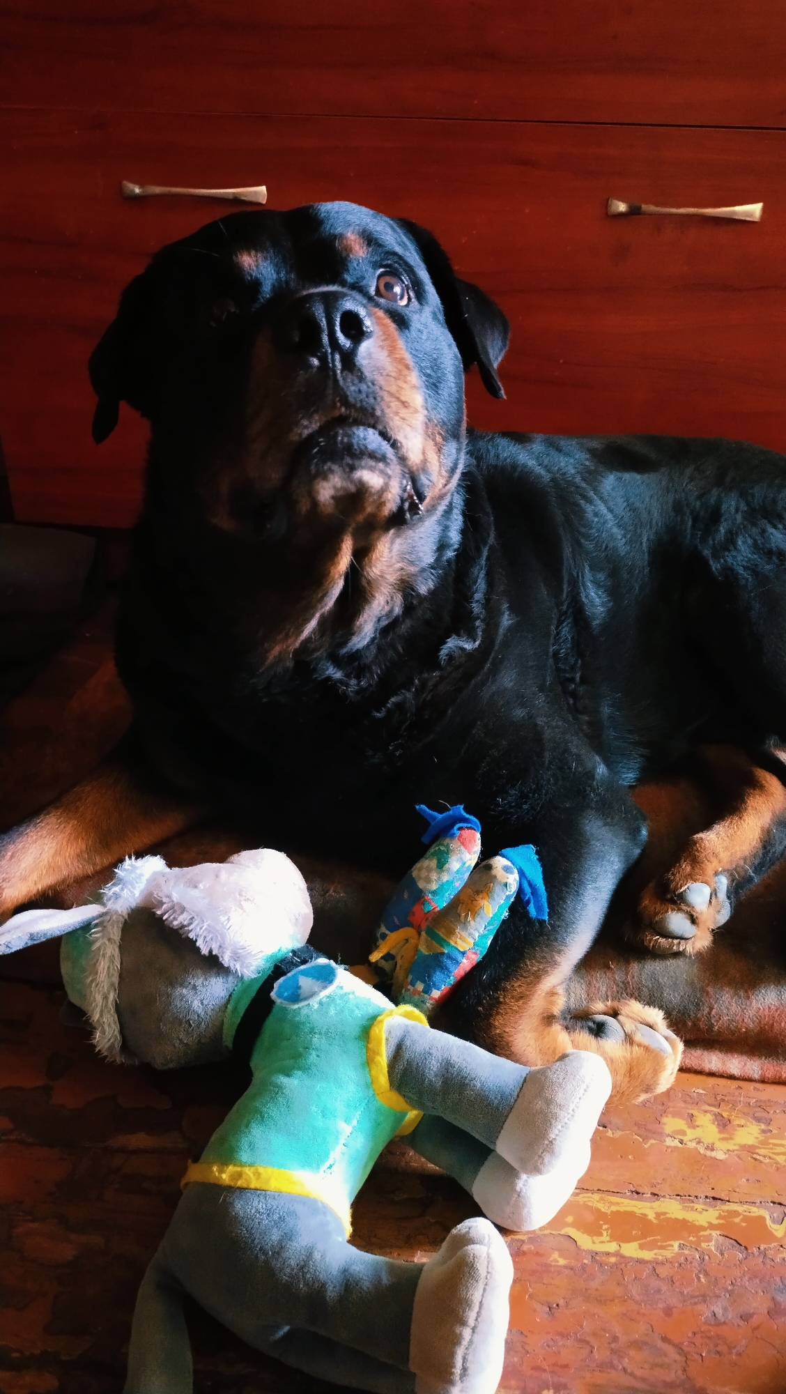 A Rottweiler dog is lying on its side on a wooden floor, with its head turned upwards. Next to the dog are two stuffed toys: one is a grey plush toy with white accents, and the other is a colorful stuffed toy with blue tips. In the background, a dark wooden dresser with brass handles is visible. The dog appears to be in a relaxed pose, looking towards the camera with its tongue slightly out. The scene is lit by natural light, casting shadows on the dog and the floor. The location is the city of Horishni Plavni, Ukraine.
