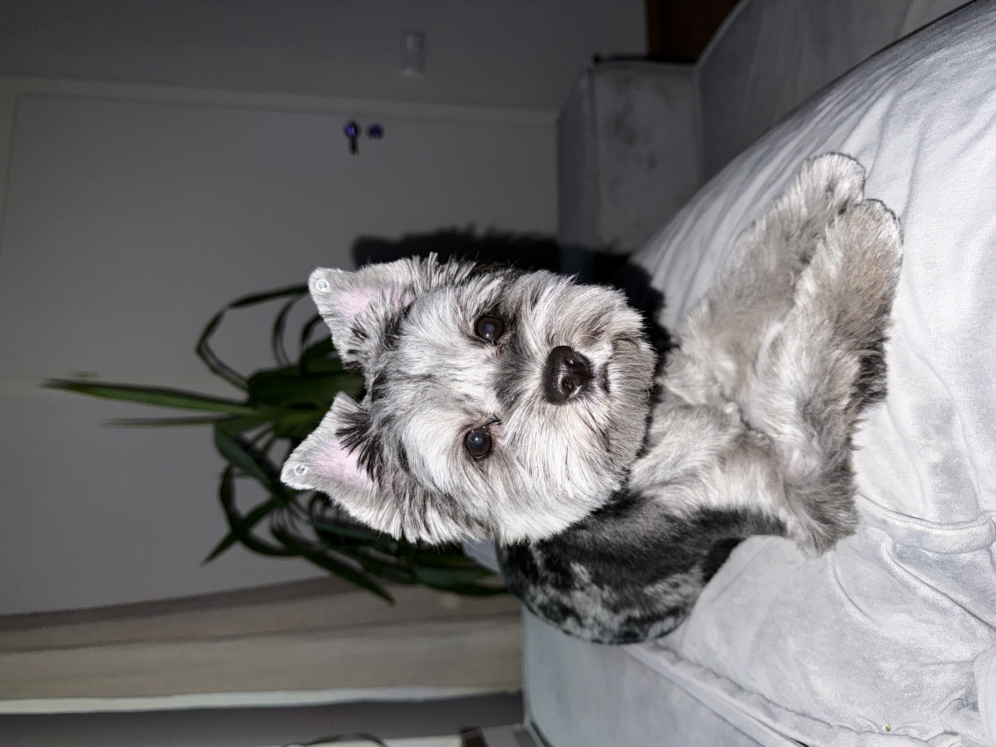A small, grey and black terrier-mix dog with floppy ears and a shaggy coat lies on a light grey upholstered surface. The dog is facing forward, looking directly at the camera with dark eyes and a black nose. Its front paws are crossed. In the background, a tall, green plant is visible, and to the right, a white door with a silver handle and a small silver light fixture. The lighting suggests an indoor setting, likely a home. The image was taken in Chaikovsky, Russia.