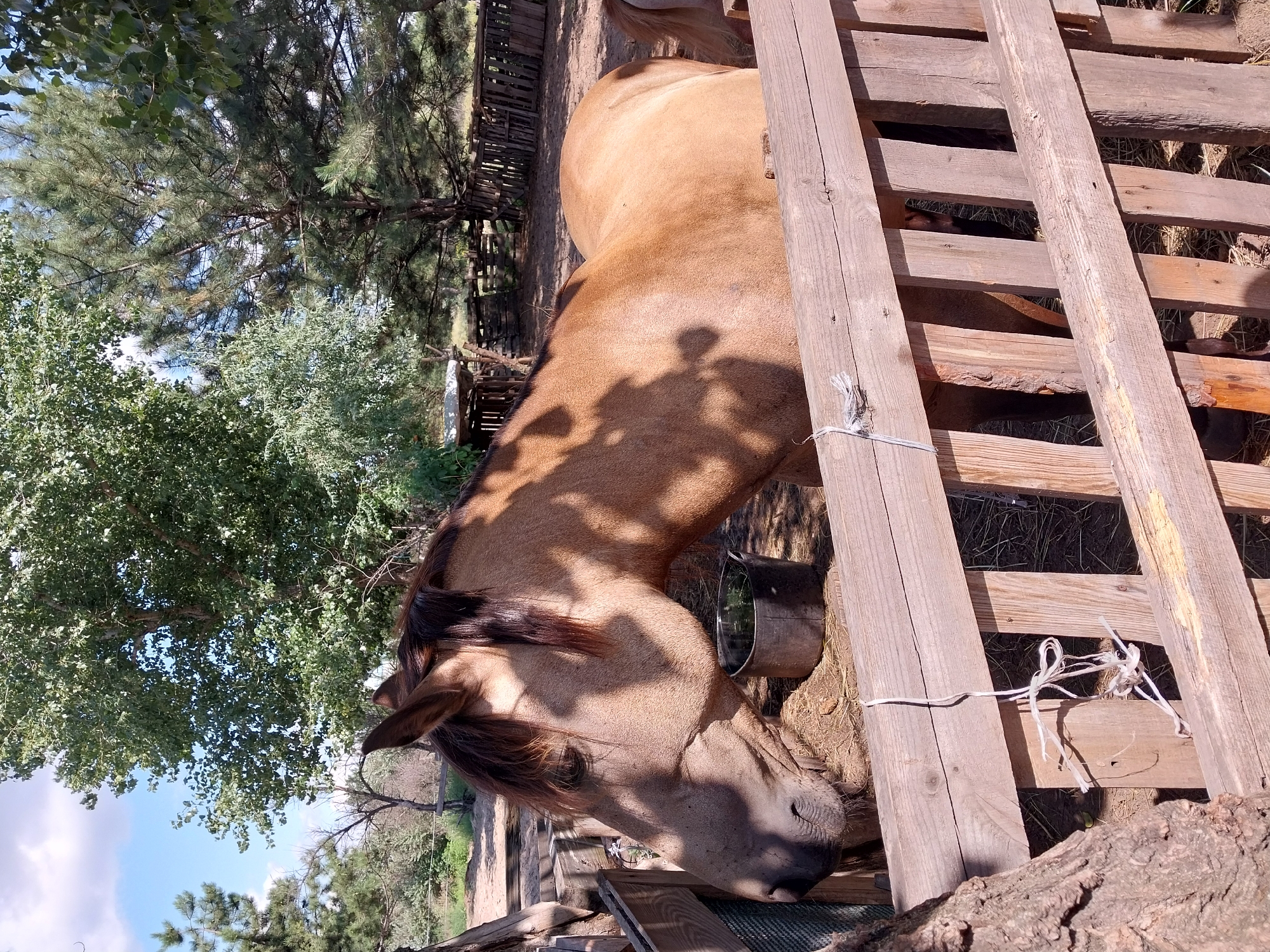 A medium shot captures a light brown horse standing behind a wooden fence in an outdoor enclosure. The horse's head is turned to the left, with its eyes downcast. Shadows of leaves from an unseen tree fall across the horse's body, creating a dappled effect. In the background, several trees are visible, along with a rustic wooden fence. The ground is covered in dirt and hay. A dark bucket filled with water is positioned behind the horse. The scene appears to be in a rural or semi-rural setting.