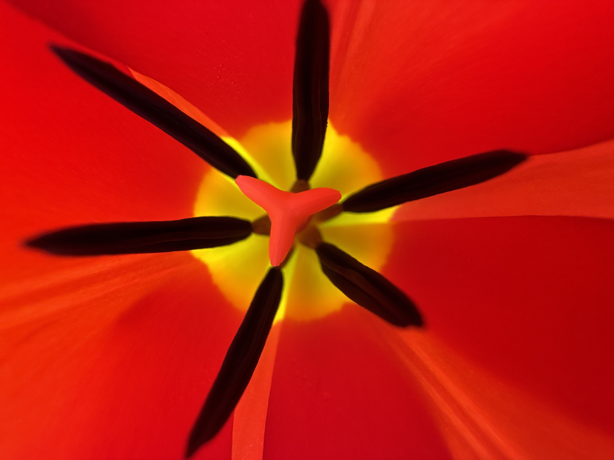 The image is a macro shot of the interior of a red and yellow flower. The flower has six black stamens arranged symmetrically around a red, triangular-shaped pistil at the center. The background is composed of the flower's red petals, which appear smooth and slightly blurred due to the close-up perspective. There is no discernible location of the city of Chaikovsky, Russia, in this image.