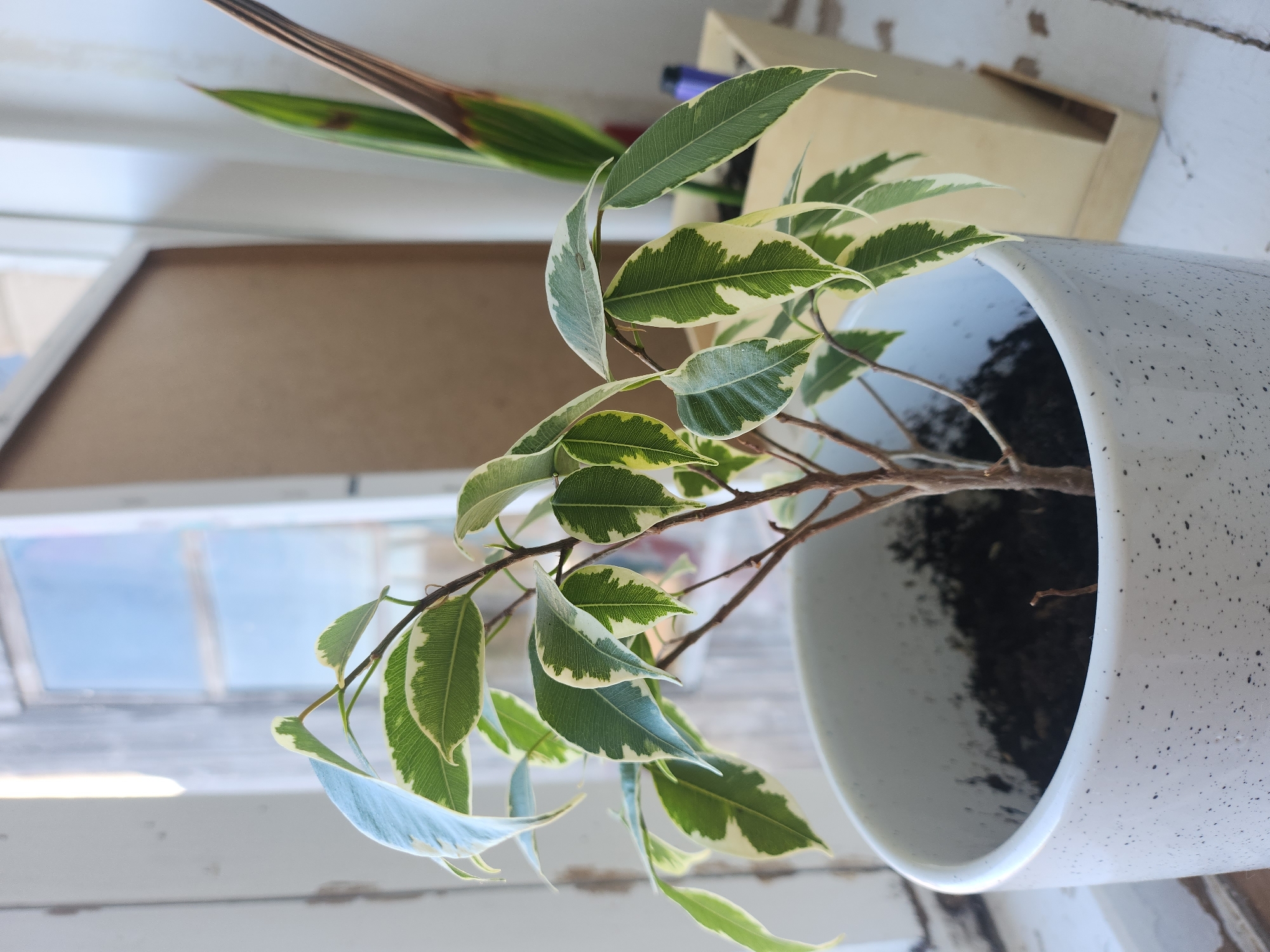 A potted variegated ficus plant sits indoors in Архангельское, Russia. The plant, with its green and white leaves, is in a white speckled pot filled with dark soil. Behind the plant is a window. The plant and pot sit on a distressed white wooden surface. A partially visible wooden object is behind the plant near the top right. A dried leaf from a different plant is next to the ficus.