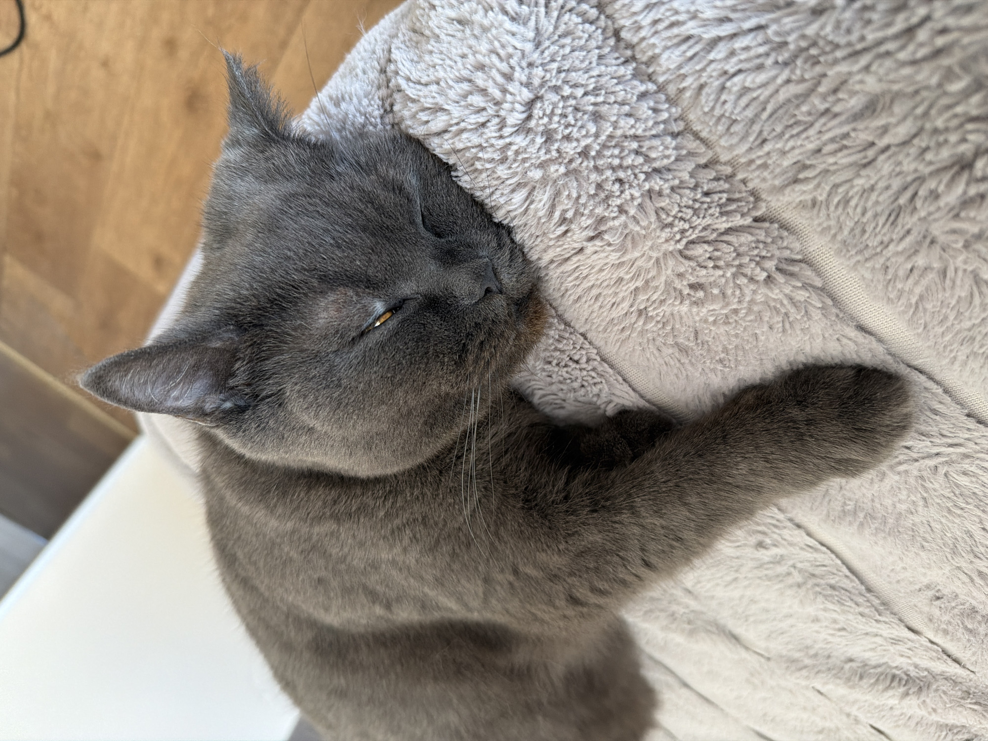 A close-up, slightly overhead shot shows a gray British Shorthair cat sleeping on a soft, textured, light gray blanket. The cat is lying on its side, with its head resting on the blanket. Its eyes are mostly closed, with one eye slightly open, revealing a yellow iris. The cat's fur is short and dense. The blanket appears to be a plush, possibly fleece material with a subtle pattern or texture. In the background, a light-colored surface, possibly a sofa or chair, and a wooden floor are visible. There are no people present in the image. The location is not discernable from the image content, therefore it cannot be placed in Tsiolkovsky, Russia.