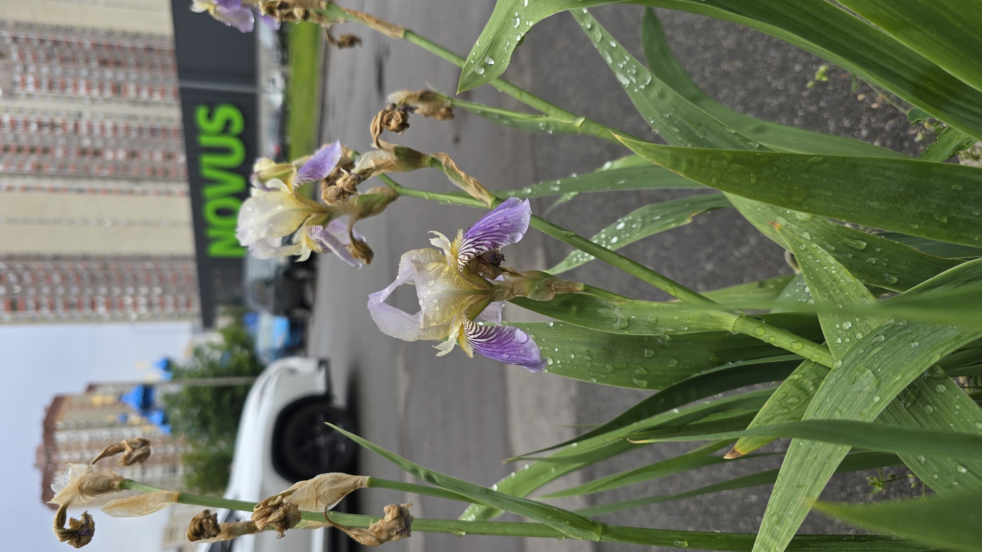 The image captures a vibrant close-up of irises and their foliage, set against an urban backdrop, rotated 90 degrees clockwise. In the foreground and dominating the right side of the frame, several iris plants are visible. One iris in the center is in bloom, displaying delicate light purple and white petals with distinct yellow and dark purple striations. The petals and the broad, green leaves of the plants are covered in numerous glistening water droplets, suggesting recent rain or heavy dew. Some irises appear to be in earlier stages of bloom or beginning to wilt on the left and lower parts of the frame.
Beyond the plants, an asphalt surface is visible, likely part of a parking lot or road. A white car, possibly an SUV, is partially seen on the left. In the midground, a large, dark building stands prominently, featuring the word "NOVUS" spelled out in bright, bold green letters. This is a clear indicator of a supermarket. In the background, under what appears to be an overcast sky, several tall, multi-story residential buildings with many windows complete the urban scene.
No specific human activity is depicted. The overall impression is that of a natural element thriving within a bustling urban environment, refreshed by recent precipitation. The visible text "NOVUS" and the architectural style are consistent with the provided location context of Kyiv, Ukraine, where NOVUS is a known supermarket chain.