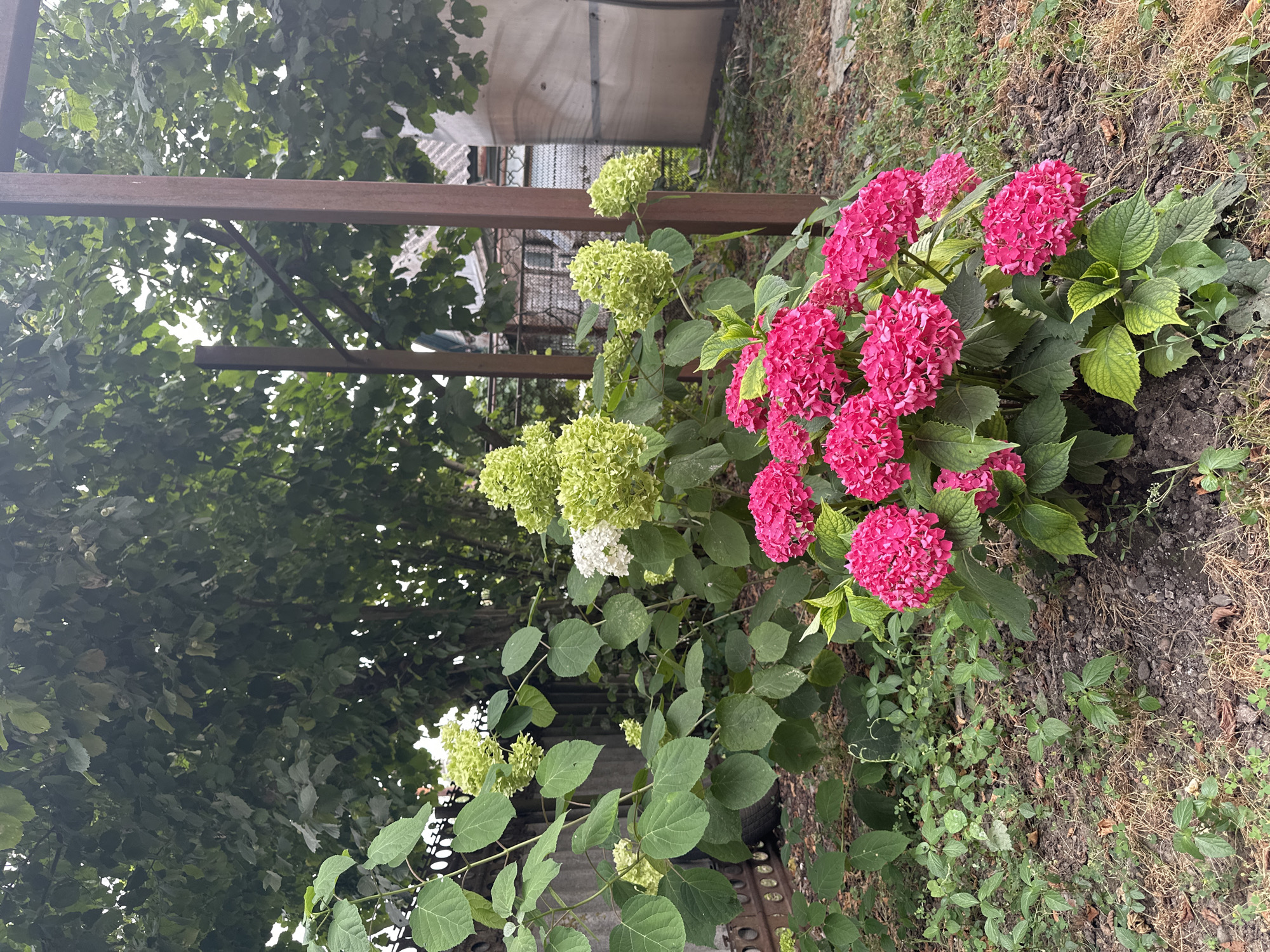 The image depicts a garden scene in Plast univska, Russia. In the foreground, a dense cluster of bright pink hydrangeas is in full bloom, with their large, spherical flower heads creating a vibrant focal point. Behind the pink hydrangeas, a hydrangea bush with lighter green flower heads and lush green leaves is visible. A few white hydrangea blooms are also interspersed among the green ones. To the left, more green hydrangea blooms are seen, along with large, textured green leaves and a portion of a dark metal fence. The ground is covered with dry grass, fallen leaves, and scattered soil. In the background, a large tree with dark green foliage dominates the upper left portion of the image. To the right, two weathered, rusty-brown metal posts stand vertically, supporting an unseen structure, and behind them, a portion of a building with a grey roof and textured siding is visible. The overall environment suggests an outdoor, residential setting during the daytime, with overcast or diffused lighting. No people or animals are present in the image.