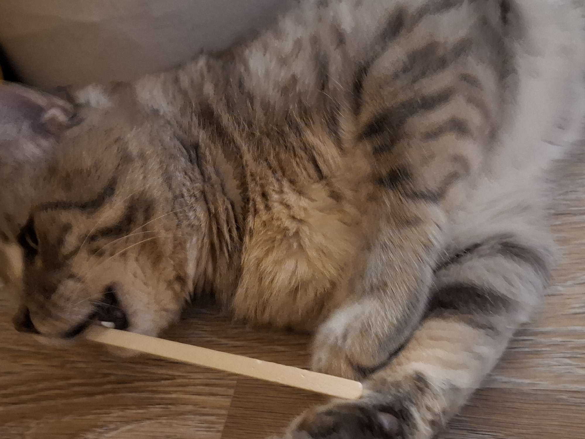 A tabby cat lies on a wooden floor, chewing on a thin, light-colored stick. The cat's fur is a mix of brown, grey, and black stripes. Its mouth is open, and its teeth are visible against the stick. The background is blurred, but appears to be an indoor setting. The image does not contain any information about the city of Zemun Urban Municipality, Serbia.