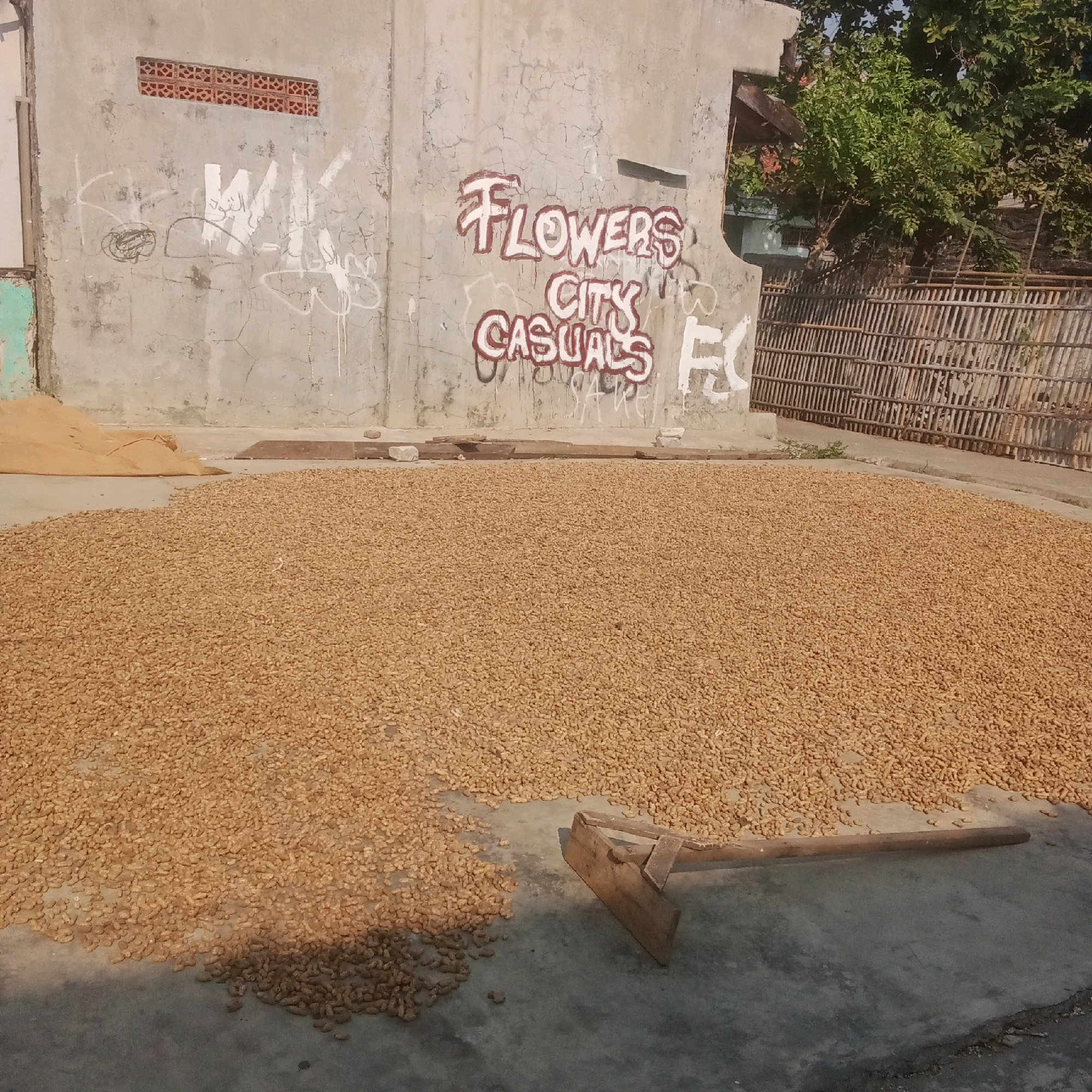 In Karawang, Indonesia, on a sunny day, a large pile of dried peanuts covers the ground. The peanuts are spread out on a paved surface, likely for further drying or processing. To the left, a tan tarpaulin is partially visible, perhaps used to cover the peanuts. In the foreground, a wooden tool with a flat head, resembling a rake or hoe, rests on the ground next to the peanuts. Behind the peanuts, a concrete wall with some graffiti and a small, rectangular vent is seen. The graffiti includes the words "FLOWERS CITY CASUALS" in red and white. Further in the background, a wooden fence made of vertical slats encloses an area with trees and vegetation. The scene suggests an outdoor drying area typical of agricultural practices in the region.