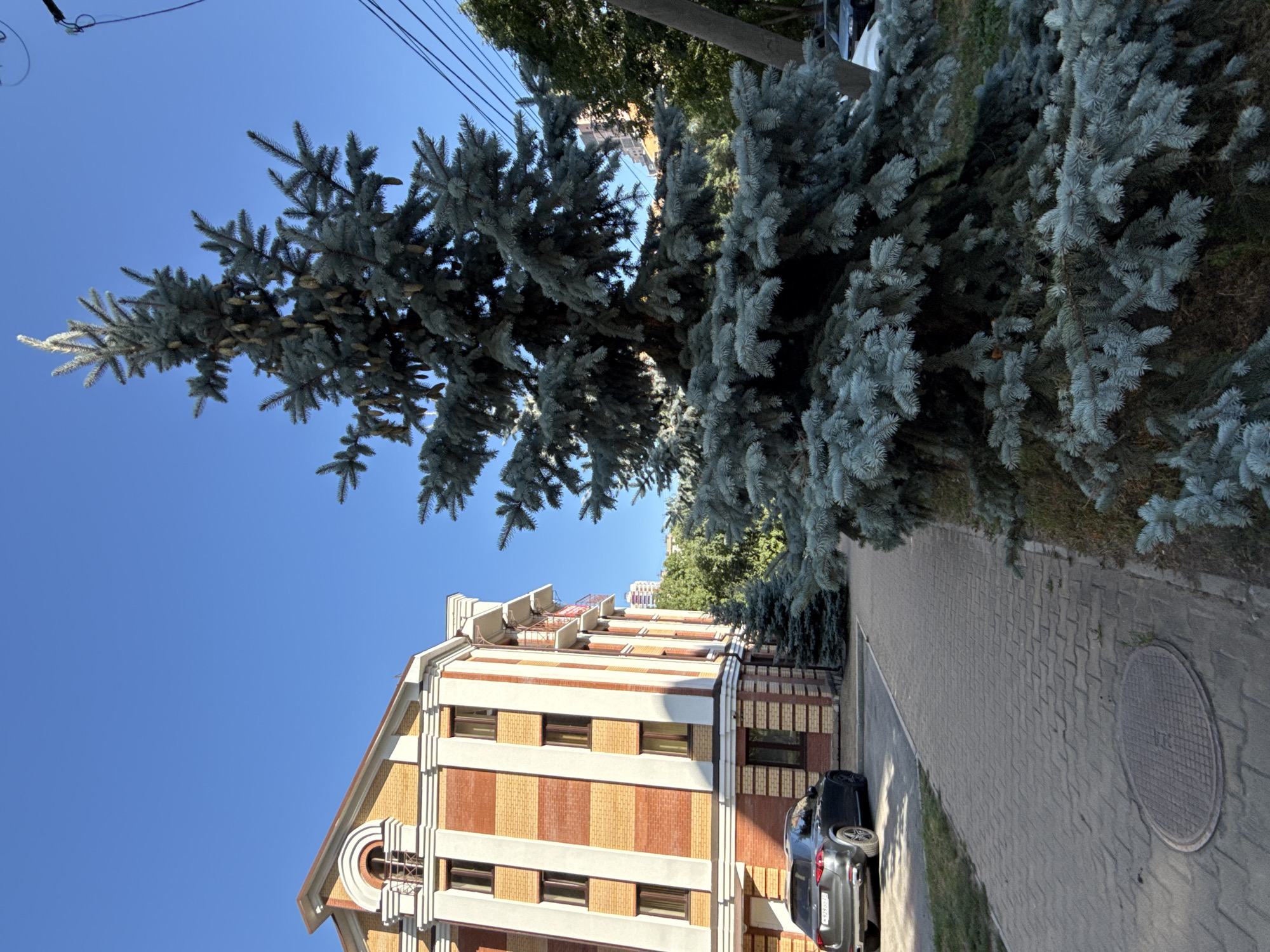 The image depicts a sunny day in a city. In the foreground, a large blue spruce tree with cones dominates the right side of the frame. To the left, a paved walkway runs alongside a modern building with orange and beige brickwork and white trim. A dark grey SUV is parked to the left of the walkway. Behind the building, a clear blue sky is visible, with some power lines and trees in the distance. The scene appears to be in an urban residential area. Based on the architectural style and vegetation, this scene is likely located in Khabarovsk, Russia, given the context provided. There are no people visible in the image.