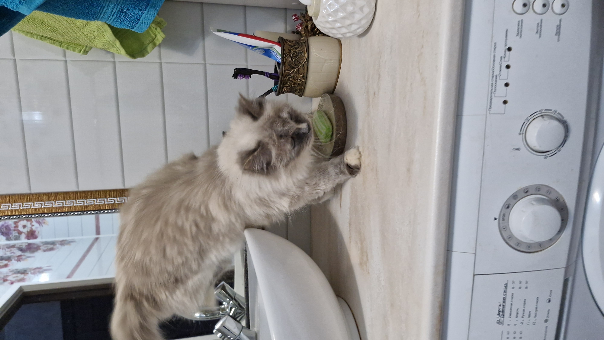 A long-haired cat with a light grey and white coat, appears to be in a bathroom, possibly in Otchor, Russia, based on the translated text on the washing machine. The cat is standing on the countertop, next to a white sink, a toothbrush holder, and a washing machine. The cat is sniffing, touching, or possibly trying to lick a bar of green soap in a soap dish. The background includes white tiled walls, a framed mirror with a floral pattern, and a green and blue towel hanging near the top left of the frame. The washing machine has a dial with settings and what appears to be Russian text. The environment is generally clean and well-lit.