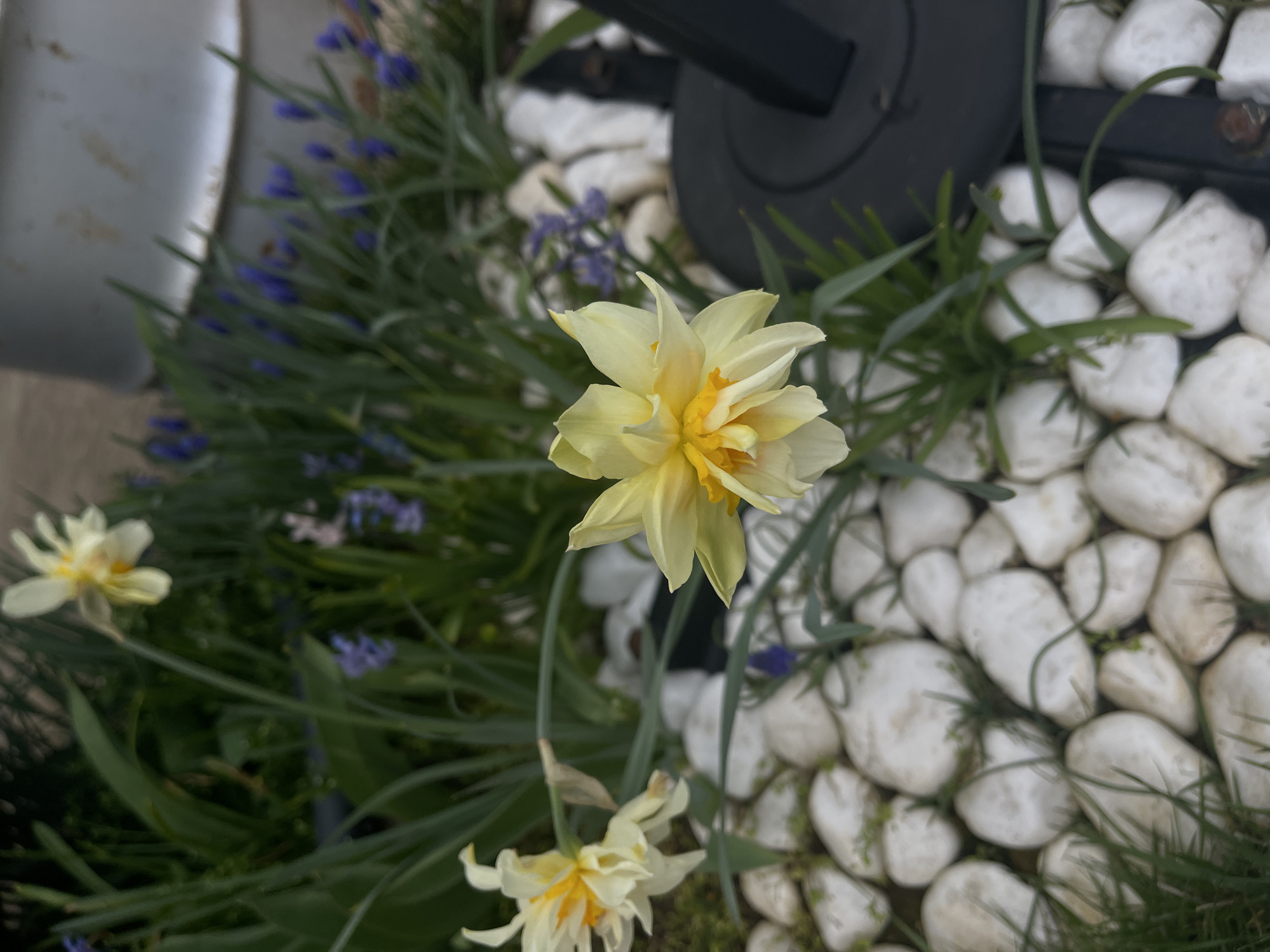 The image shows a close-up of a garden scene. The primary focus is on several yellow and white daffodils in bloom. These are interspersed with blue flowering plants. The ground is covered with an arrangement of smooth, white stones. In the background, there is a black object, possibly part of a lighting fixture. The location, Sofia, Bulgaria, is not evident from the image.