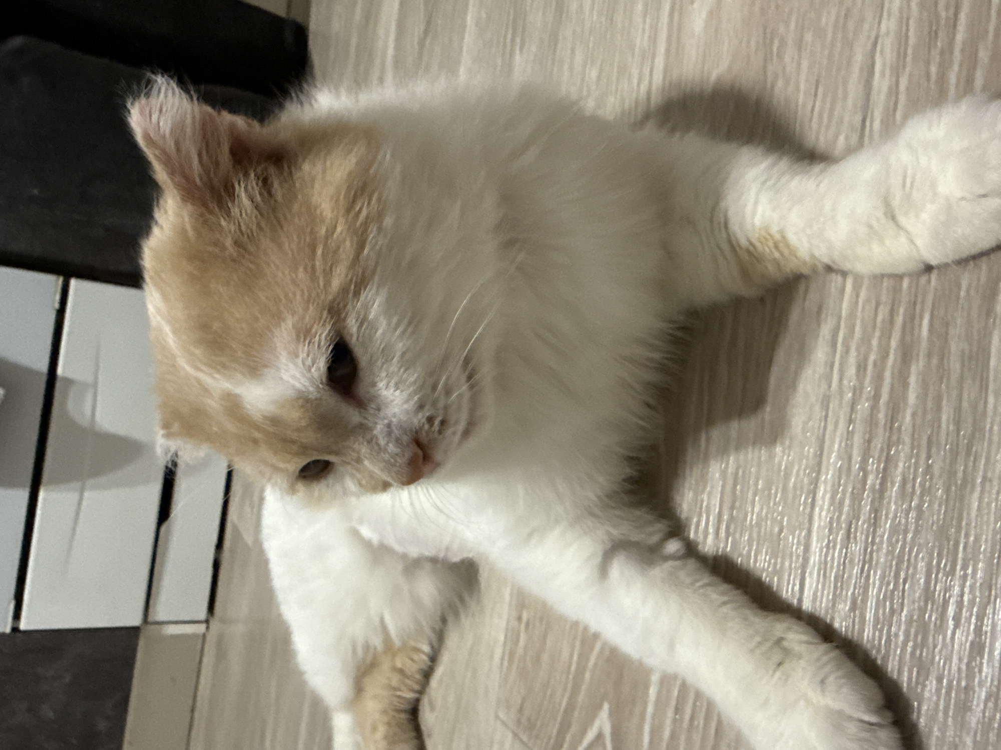 The image shows a white and light brown cat lying on a light-colored wood-like surface. The cat is positioned diagonally across the frame, with its head towards the left and its body extending to the right. The cat's fur is predominantly white with light brown patches on its head and paws. It appears to be grooming its left paw. The background is a light-colored surface with wood grain patterns. To the left of the cat, there is a black and white object.
There is no indication of this image being in the city of Chaikovsky, Russia.