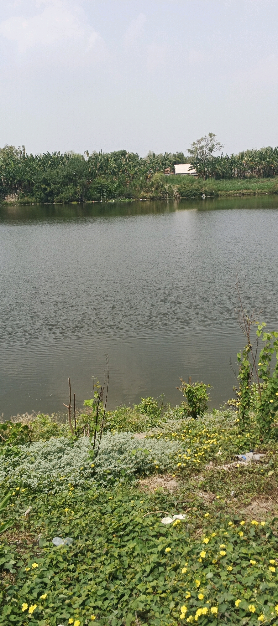 This is a photograph of a body of water, likely a river or lake, with a vegetated shoreline. In the foreground, the bank is covered with a dense growth of green, leafy vines interspersed with small yellow flowers. Further back, there is a patch of lighter green, low-lying foliage, and a few bare, thin branches stick out from the ground. The water itself is a dark, murky green with ripples on its surface. Across the water, the opposite bank is lined with a thick band of trees, including what appear to be banana trees due to their large, elongated leaves. Behind the trees, a light-colored building with a white roof is visible, suggesting a rural or semi-urban setting. The sky is overcast with a pale, hazy light. The overall impression is a natural scene with signs of human presence in the distance. The photograph was taken in Laren, Indonesia.