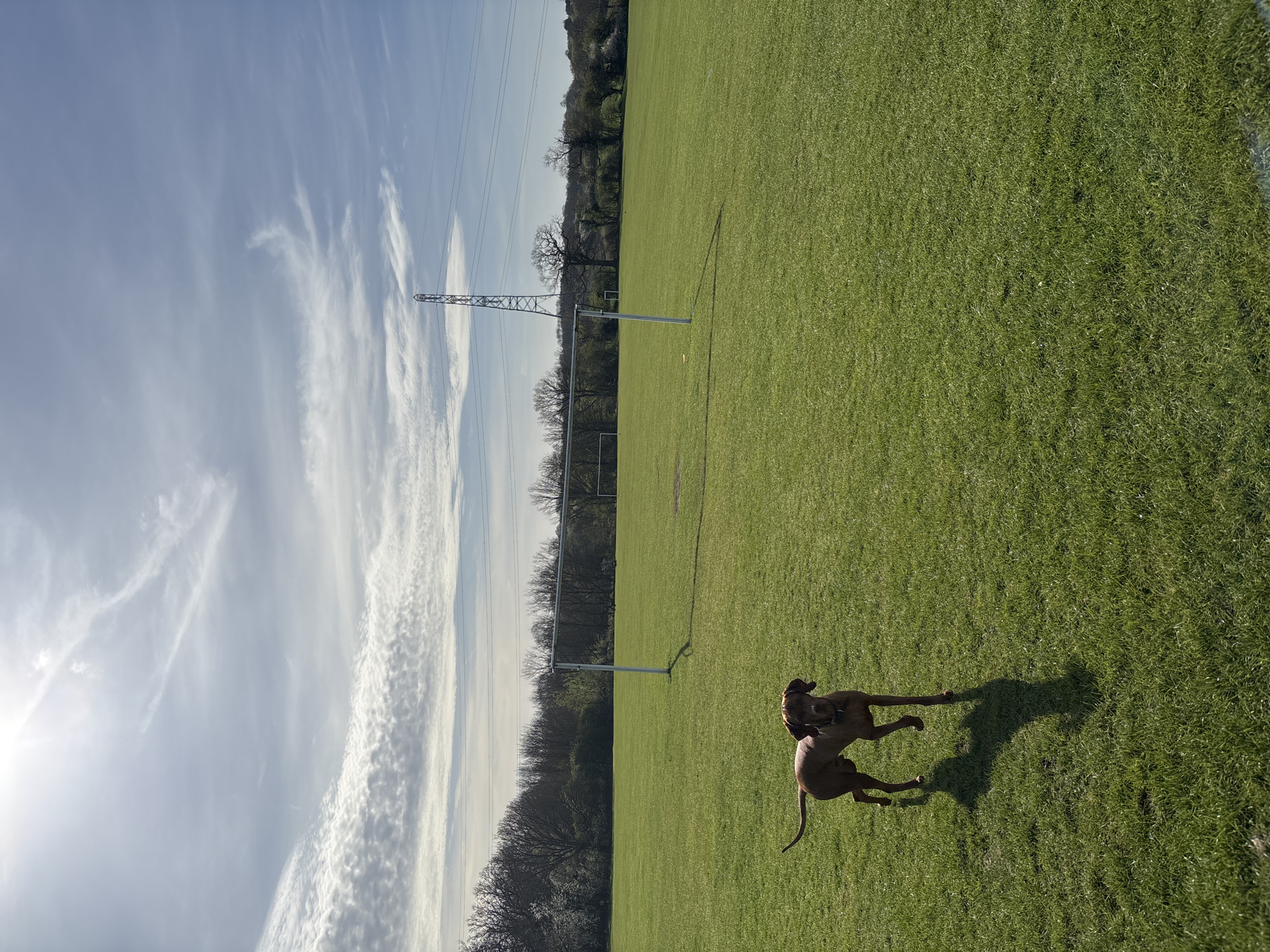 The image shows a grassy field in Welwyn Hatfield, United Kingdom, with a reddish-brown dog in motion. Overhead power lines cross the left side of the frame, supported by a metal pylon. A soccer goalpost is visible in the middle ground. The sky is bright with scattered clouds. Trees line the edge of the field.