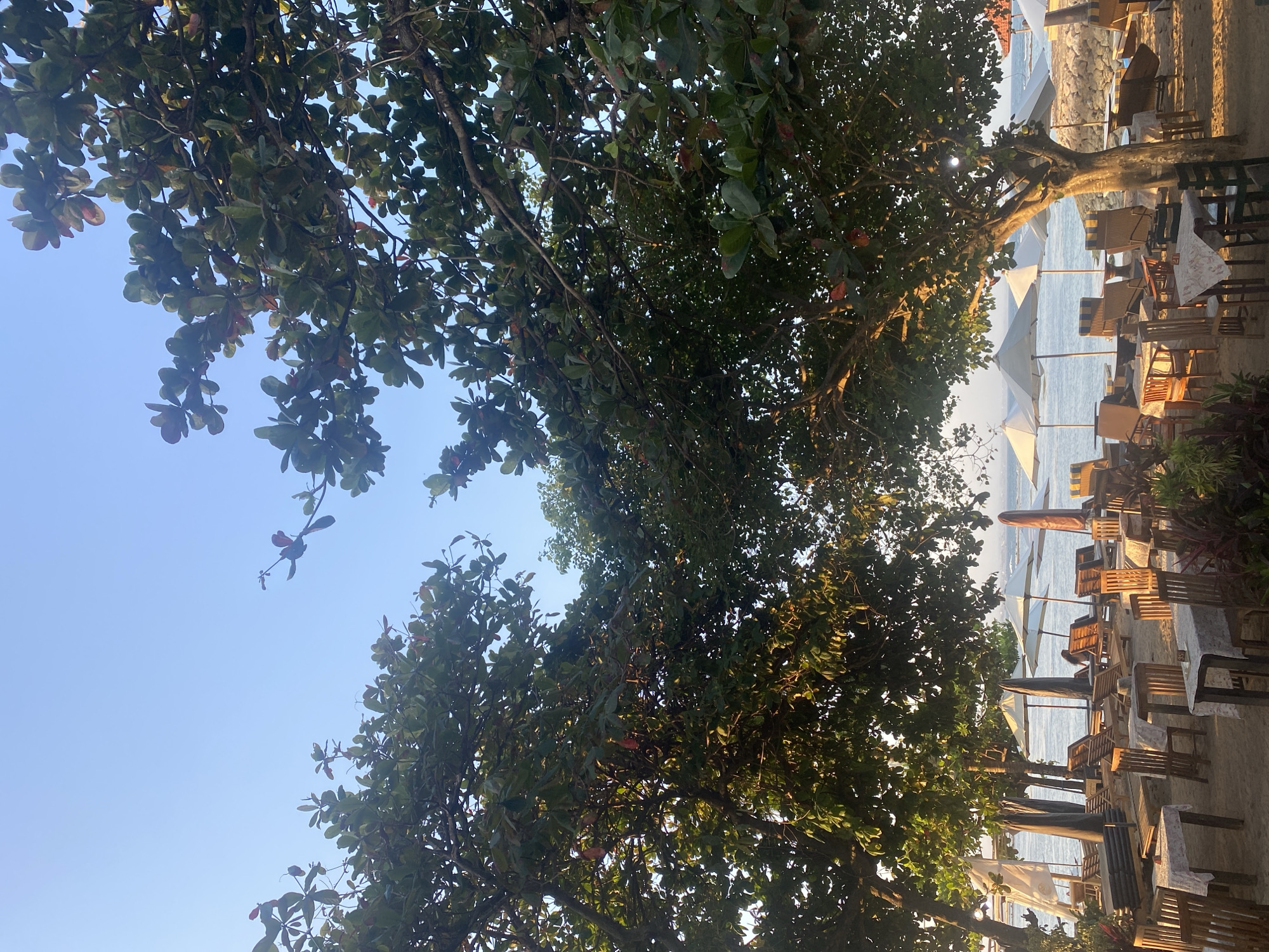 This is a medium shot, taken from a low angle, of a beachside cafe in Denpasar, Indonesia. In the foreground, several tables and chairs are set up on the sand, some covered with checkered cloths. Beyond the seating area, the ocean is visible, with calm waters and a light horizon. White beach umbrellas and lounge chairs are arranged along the shoreline. Lush green trees with broad leaves dominate the upper portion of the frame, their branches casting dappled shade over the scene. The sky is a clear, pale blue, suggesting either early morning or late afternoon light. There are no people clearly visible in the frame, though a distant figure can be seen sitting in one of the lounge chairs near the water. The overall impression is one of a serene, tropical beach setting.