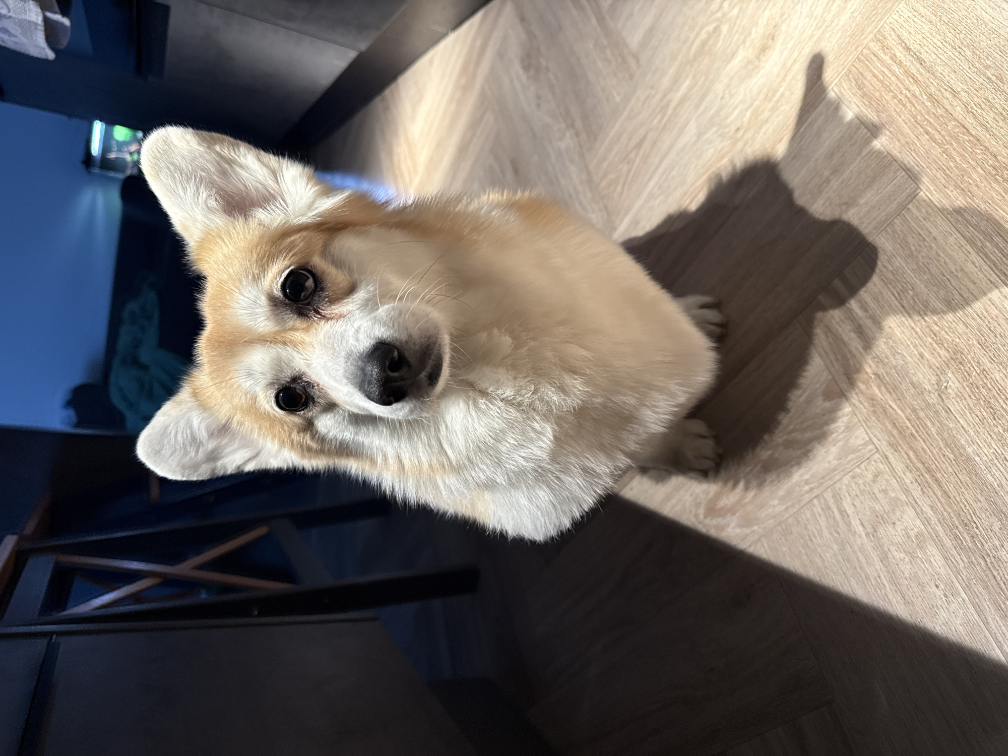 A tan and white corgi dog is looking directly at the camera. It is seated on a light brown wood laminate floor with a herringbone pattern. Strong, warm sunlight is casting a long shadow of the dog onto the floor to its right. In the lower left corner of the image, dark gray furniture legs and the edge of a dark surface are visible. Through the furniture, in the background, there's a glimpse of a room with blue-toned light. I am unable to ascertain any evidence to show that this image was taken in the city of Krasnoyarsk, Russia.