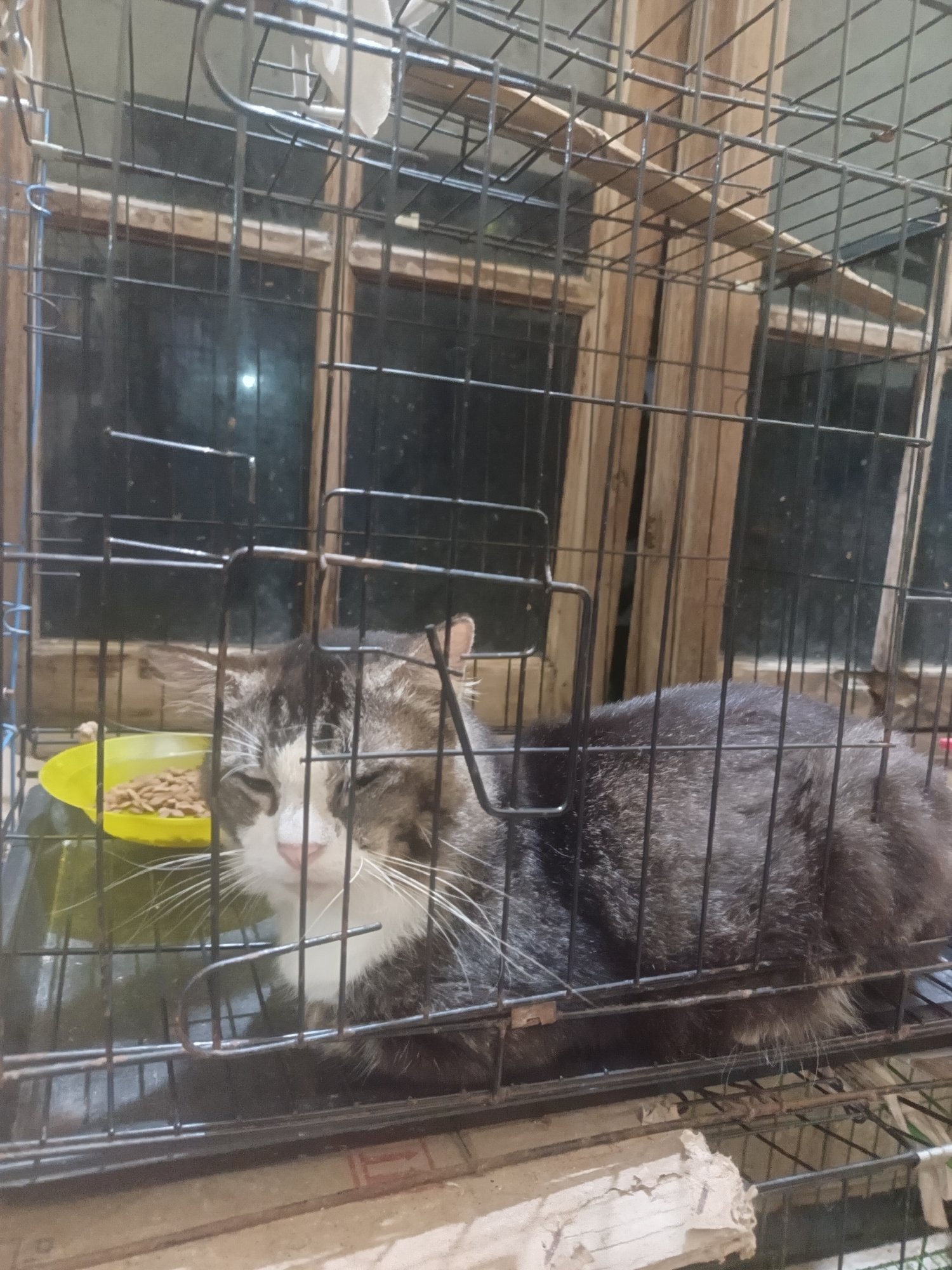 A domestic cat with gray and white fur is lying down inside a wire cage. The cat's eyes are partially closed. A yellow food bowl filled with kibble is to the cat's left. The cage is positioned in front of a wooden-framed window. The background appears to be an interior space.