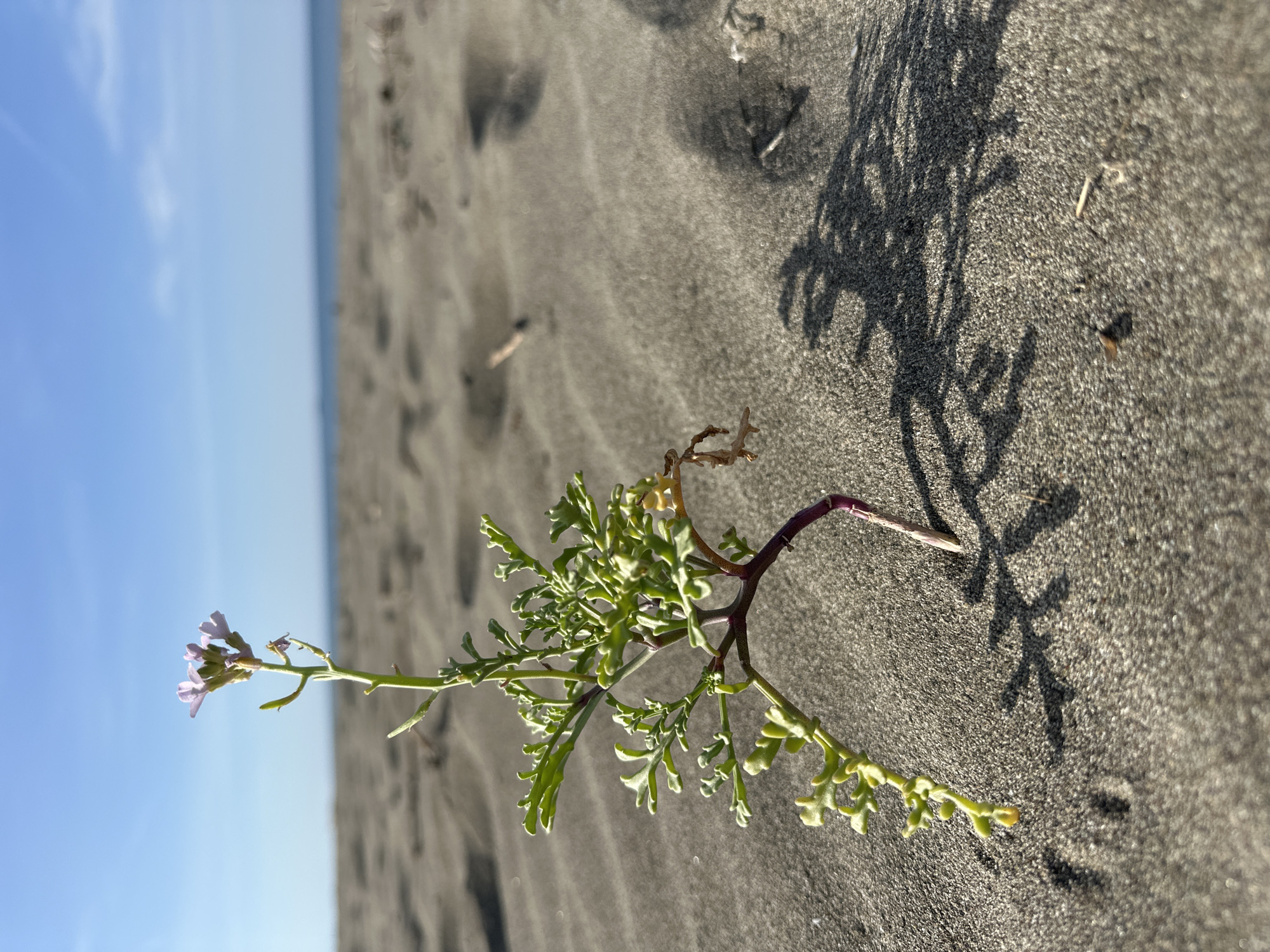 A plant with green leaves and purple stems grows from dark sand. The plant has small purple flowers on one stem. The sand appears to be a beach, as the horizon shows a blue sky and ocean in the background. The shadow of the plant is visible on the sand. The location is implied by the city name to be Donji Štoj, Montenegro. There are no people visible.