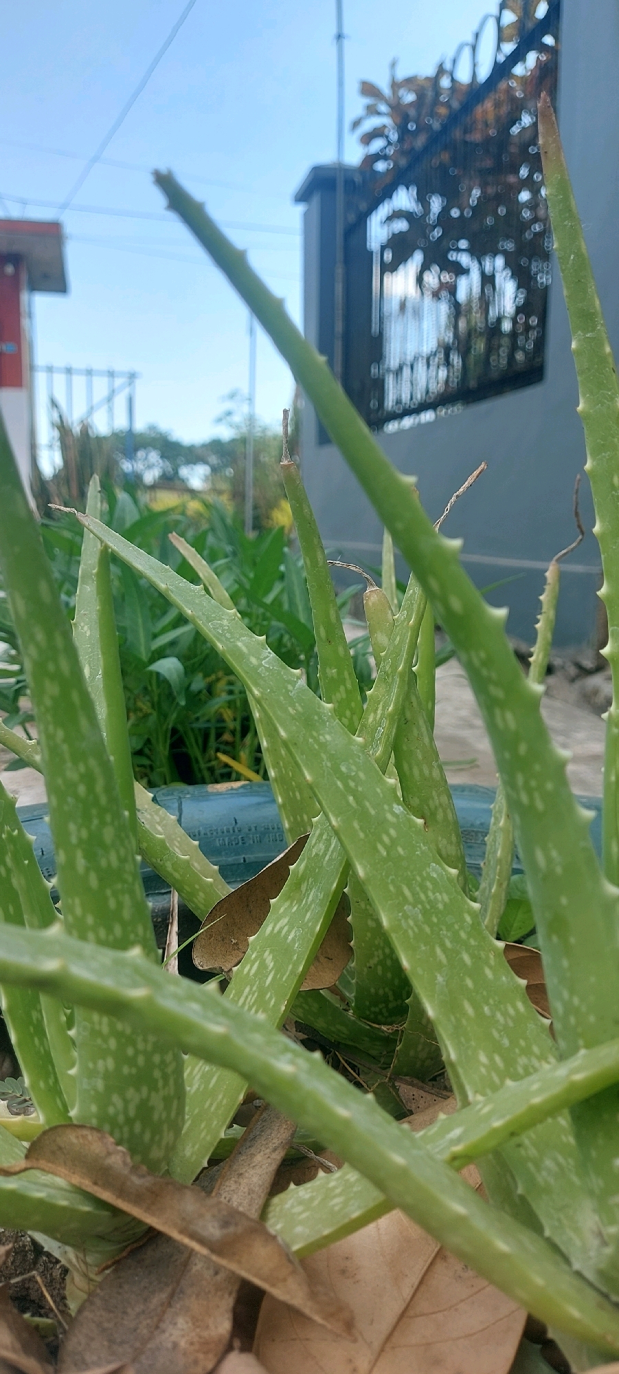 This image, taken in Malang, Indonesia, features a close-up view of an aloe vera plant outdoors. The plant's thick, green, succulent leaves, dotted with white spots, dominate the foreground. Some of the leaf tips appear dried or broken. The leaves are arranged in a dense clump, with some lying across others. In the background, blurred elements suggest an outdoor environment. Partially visible are other green plants, a dark blue container that the aloe vera is likely planted in, dry brown leaves scattered on the ground, and a grey wall with an ornate black metal fence. The sky above is a pale blue with a few faint white lines, possibly representing wires or clouds. The overall impression is one of an aloe vera plant in a somewhat unkempt, natural setting, likely a garden or yard in Malang.