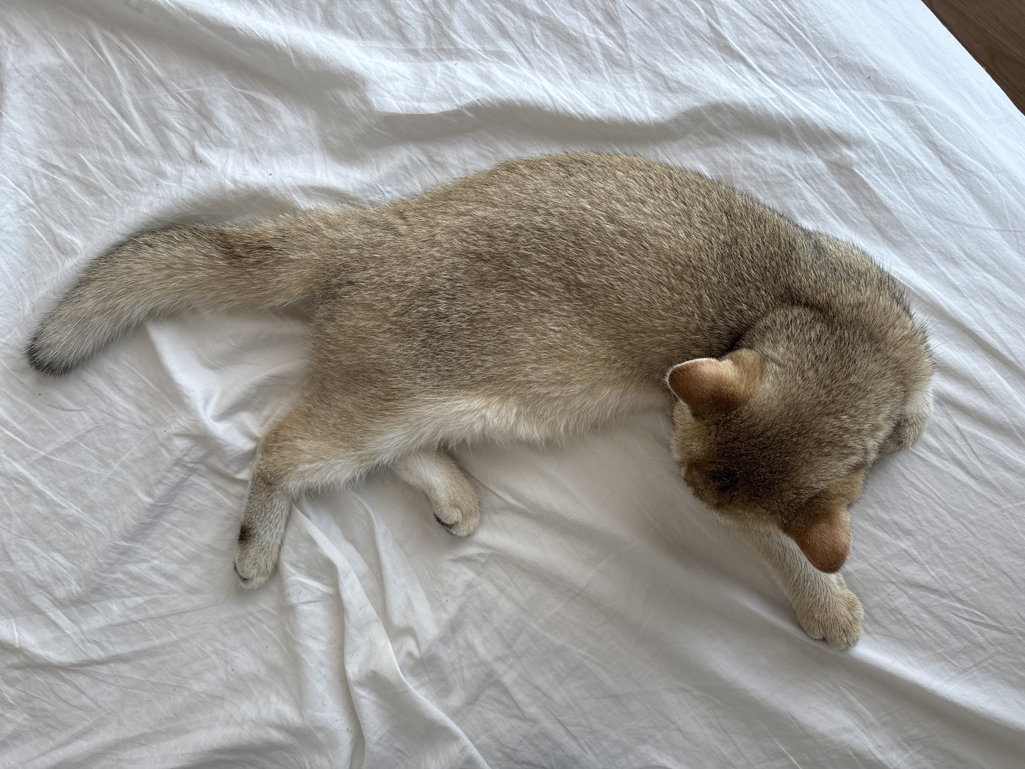 A golden-brown cat with a bushy tail is lying stretched out on a white, wrinkled bedsheet. The cat's head is tucked towards its body, facing downwards, and its paws are extended. The scene appears to be indoors, possibly in a bedroom. There are no people visible in the image. The lighting suggests it is daytime. The location is identified as Bönnigheim, Germany.