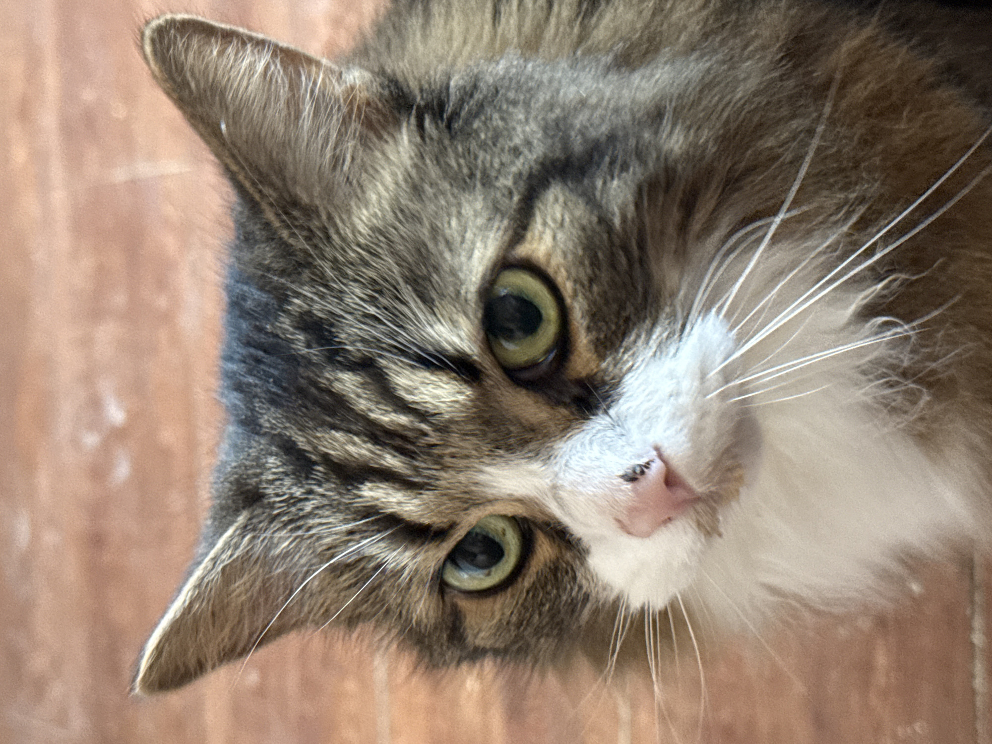 A close-up, slightly angled, eye-level shot of a cat's face. The cat has tabby markings on its head, white fur around its nose and mouth, and green eyes. The background appears to be a light brown wooden surface. There is no evidence to support any information about the city of Saint Petersburg, Russia.