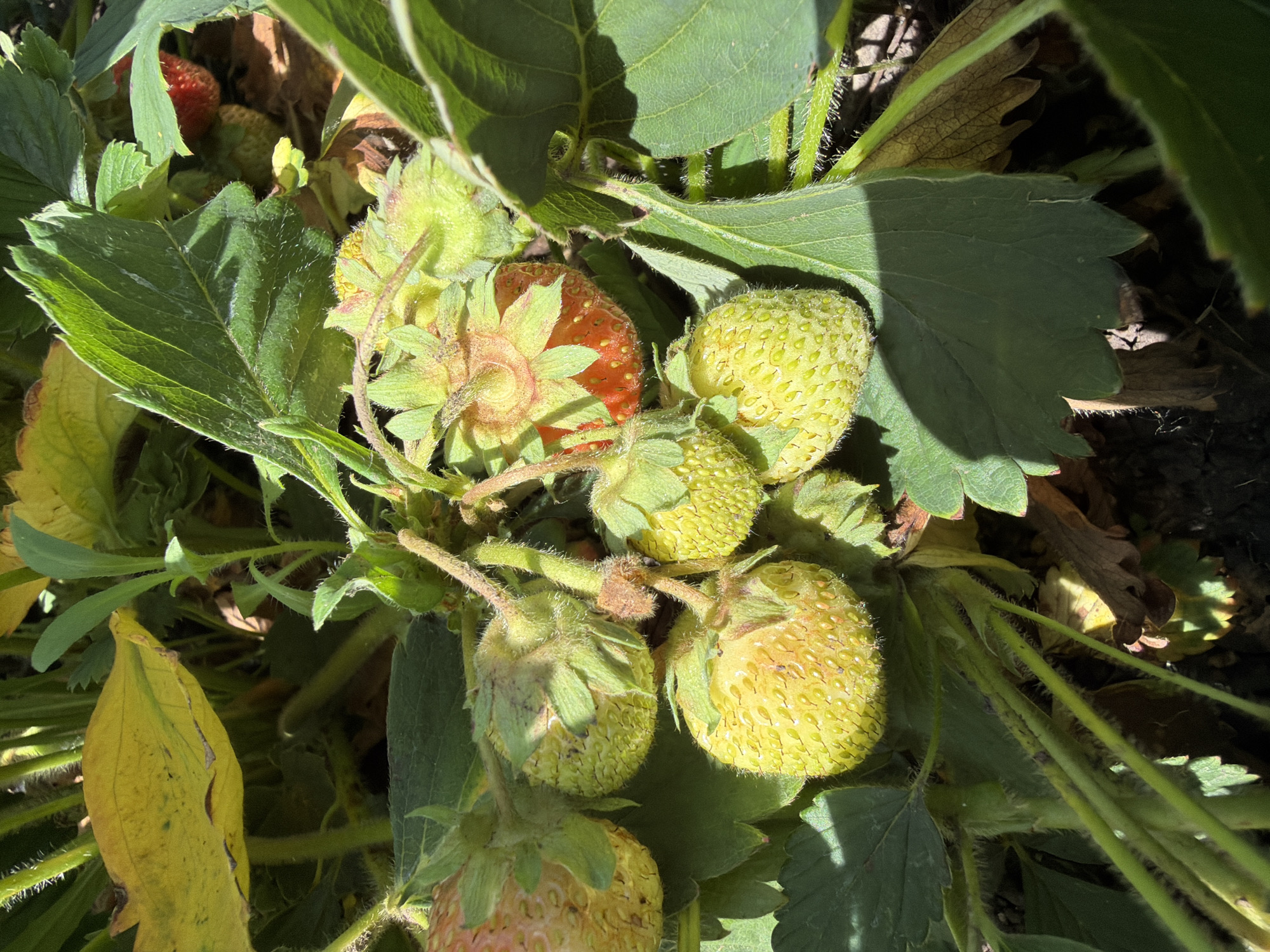 A cluster of unripe, light green strawberries hangs from a plant surrounded by green and yellowing leaves. One partially red strawberry is visible in the upper right portion of the image. The strawberries are covered in small seeds and have hairy stems. The scene is outdoors, likely in a garden, with sunlight casting shadows.
