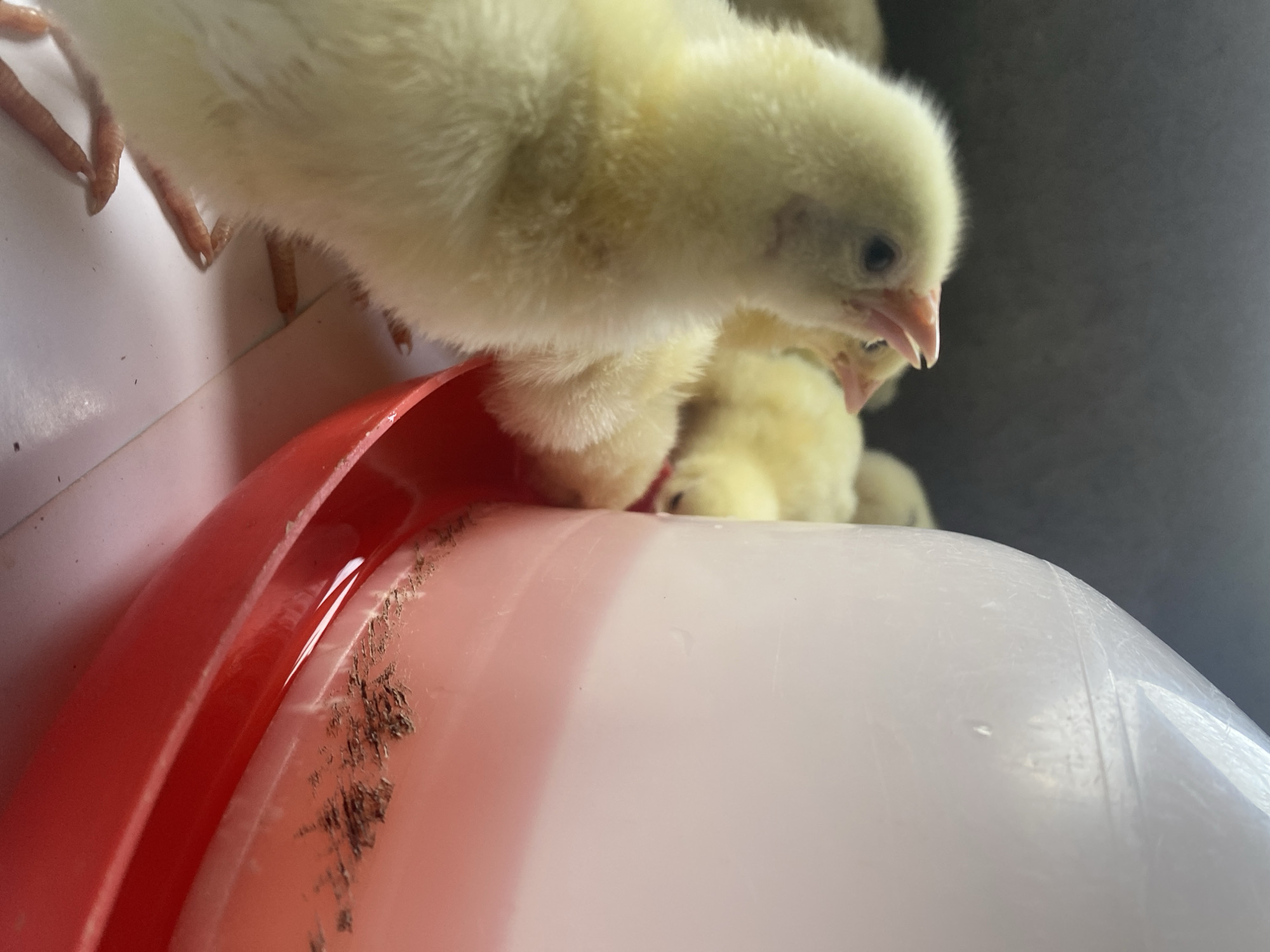 The image captures a close-up view of several young, fluffy yellow chicks in an indoor setting. One chick is prominently featured in the foreground, looking down towards a red, shallow dish, which appears to be a waterer, containing water and some dark brown debris or dirt along its inner rim. Other chicks are visible behind the main subject, out of focus.
The chicks are very young, characterized by their soft, uniform yellow down feathers, small dark eyes, and delicate pinkish beaks. Their slender, scaly legs and tiny claws are visible as they stand on a larger, light-colored, possibly white or very light pink, plastic surface. This surface shows minor scratches and marks, suggesting it's part of a well-used enclosure. The background is a plain, dark grey, implying an enclosed brooder or pen environment.
The activity depicted is typical of young chicks, gathered around their water source, possibly drinking or exploring their surroundings. The lighting suggests an indoor environment, with no discernible outdoor weather or specific time of day. No visible text is present in the image. While the location context is Maigizo, Nigeria, there are no specific visual cues within the frame to indicate this geographical location. The scene conveys a sense of vulnerability and early life for these farm animals.