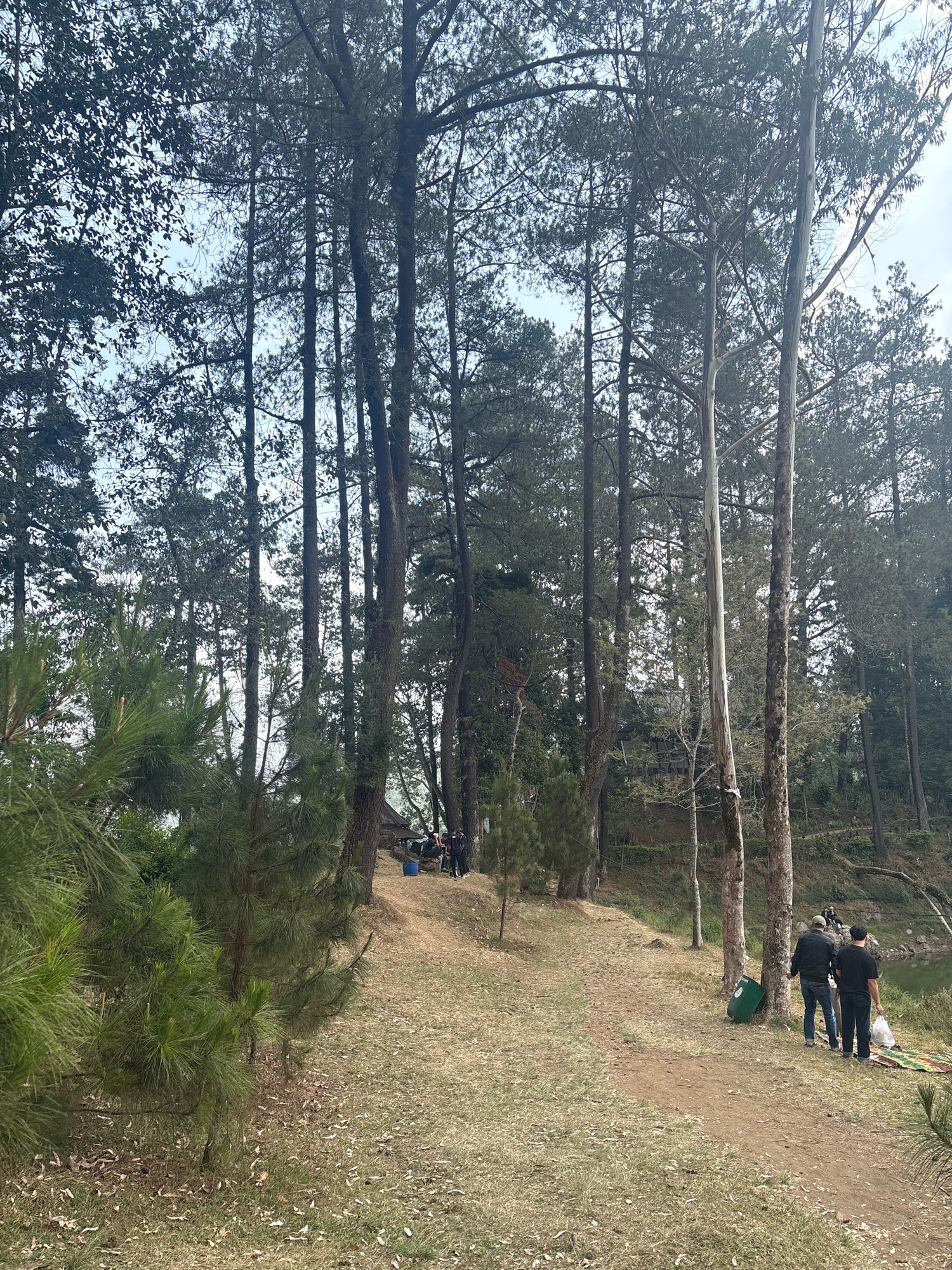The image depicts a group of individuals engaged in outdoor activities amidst a dense forest of tall pine trees. The ground is covered in dry grass and scattered leaves, suggesting a dry season. A dirt path winds through the scene, leading towards a body of water on the right side of the frame.
In the foreground on the left, a cluster of pine trees with their characteristic needle-like foliage is visible. The middle ground features more pine trees, with some bare branches adding to the texture of the forest. Further back, a small wooden structure is partially obscured by trees, and a few people appear to be gathered around it.
On the right side of the image, near the path, two individuals are standing. One is wearing a black jacket and a cap, while the other is wearing a black t-shirt. They are facing away from the camera, and their interaction is not discernible. A green trash can is placed next to a tree behind them. Further to the right, a colorful blanket is spread on the ground, and a few other individuals are seated or standing near the water's edge, potentially enjoying a picnic or the scenery. The water appears calm and reflects the surrounding trees.
The overall atmosphere is tranquil and natural, characteristic of a park or recreational area within a forested region. The presence of pine trees and the overall environment suggests a location in a mountainous or hilly area, potentially at a higher altitude where such vegetation thrives. Given the information provided, this scene could be located in the city of Rancabali, Indonesia, known for its natural beauty and pine forests.