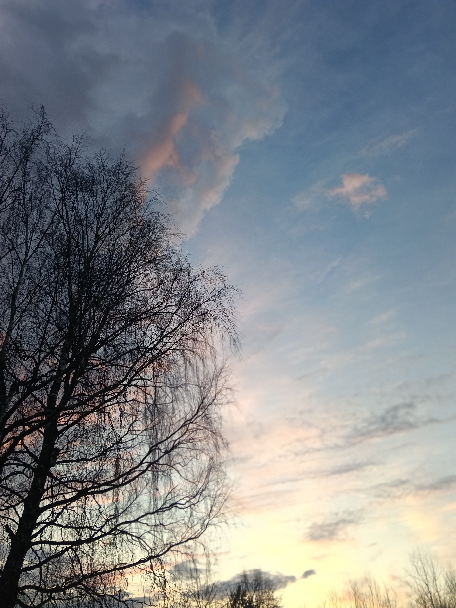 The image displays a serene landscape scene, capturing a twilight moment likely at either sunrise or sunset in Красный Маяк, Russia. A prominent, large deciduous tree, characterized by its intricate network of bare branches, dominates the left side of the frame, appearing as a dark silhouette against the illuminated sky. Hints of lighter bark on its trunk suggest it may be a birch tree.
The sky exhibits a dramatic gradient of colors and varied cloud formations. The upper left portion of the sky is a deep, muted blue-grey, featuring darker, heavier clouds, one of which is softly touched with a pale pink hue. Moving towards the right and bottom, the sky transitions into lighter shades of blue, soft pink, and warm yellow-orange, indicative of the sun's low position. Scattered, wispy clouds are visible in these brighter areas.
At the very bottom edge of the image, the silhouettes of other trees or distant foliage can be seen against the glowing horizon. The bare branches of the main tree suggest the photograph was taken during late autumn or winter. There are no people, explicit activities, or visible text present in the image. The scene evokes a sense of peaceful natural beauty and tranquility.