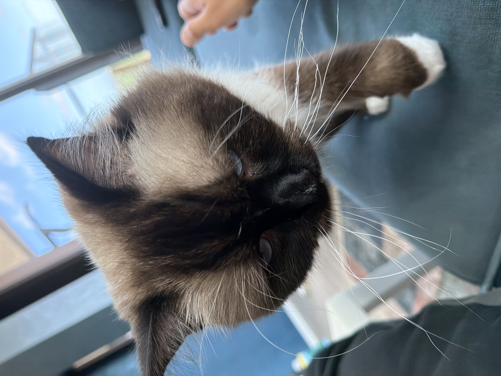 A close-up, low-angle shot shows a fluffy Ragdoll cat with dark brown points and white fur on its chest and paws, its face angled downward. The cat's blue eyes are visible. The background is blurred, showing a bright blue sky with some clouds, possibly through a window or glass enclosure, and hints of furniture and the color blue. A blurred hand is visible on the right side, reaching towards the cat. The scene suggests an indoor or semi-outdoor setting with natural light. The image was taken in Rijswijk, Netherlands.